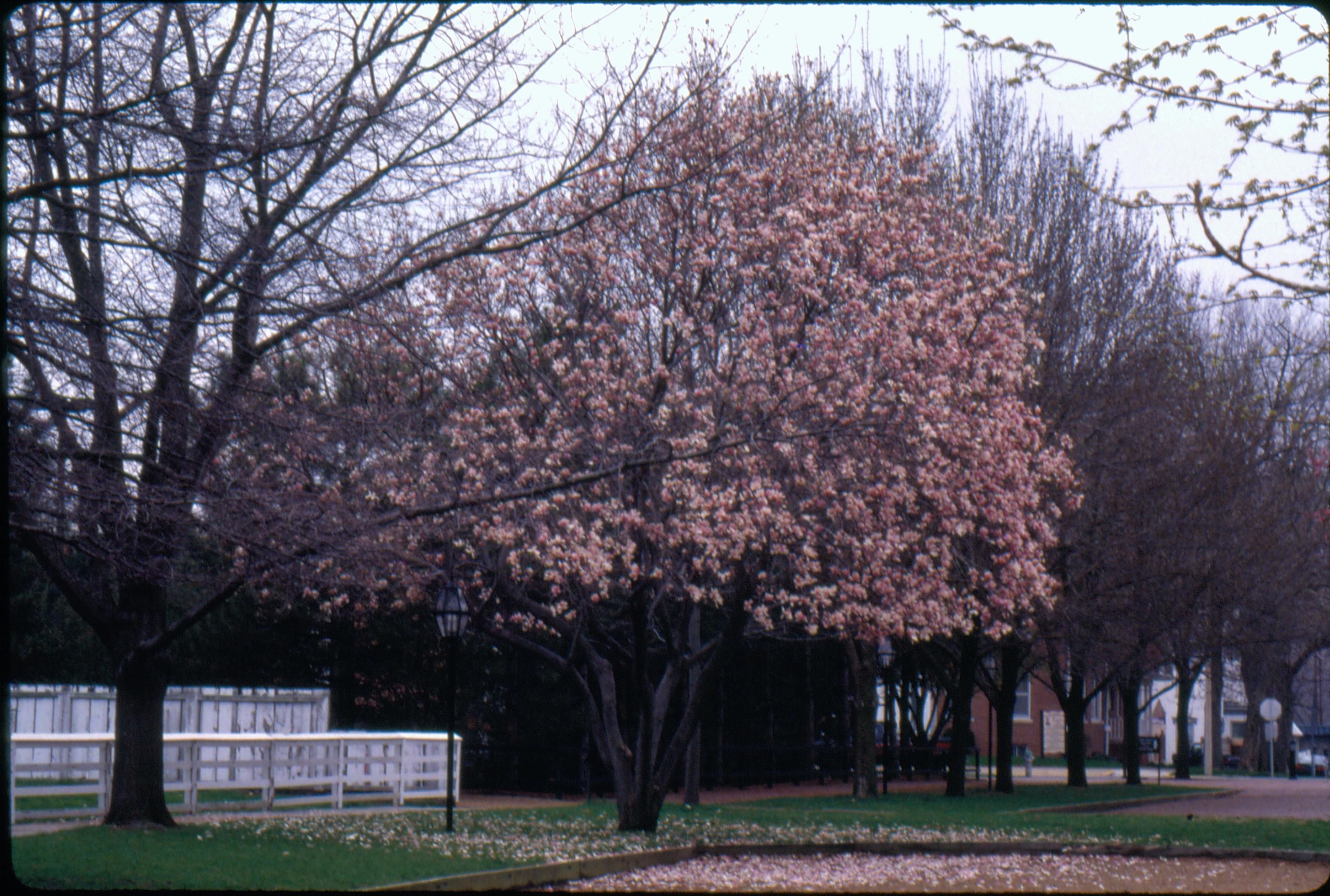 NA Flowering Trees Interpritation, Trees