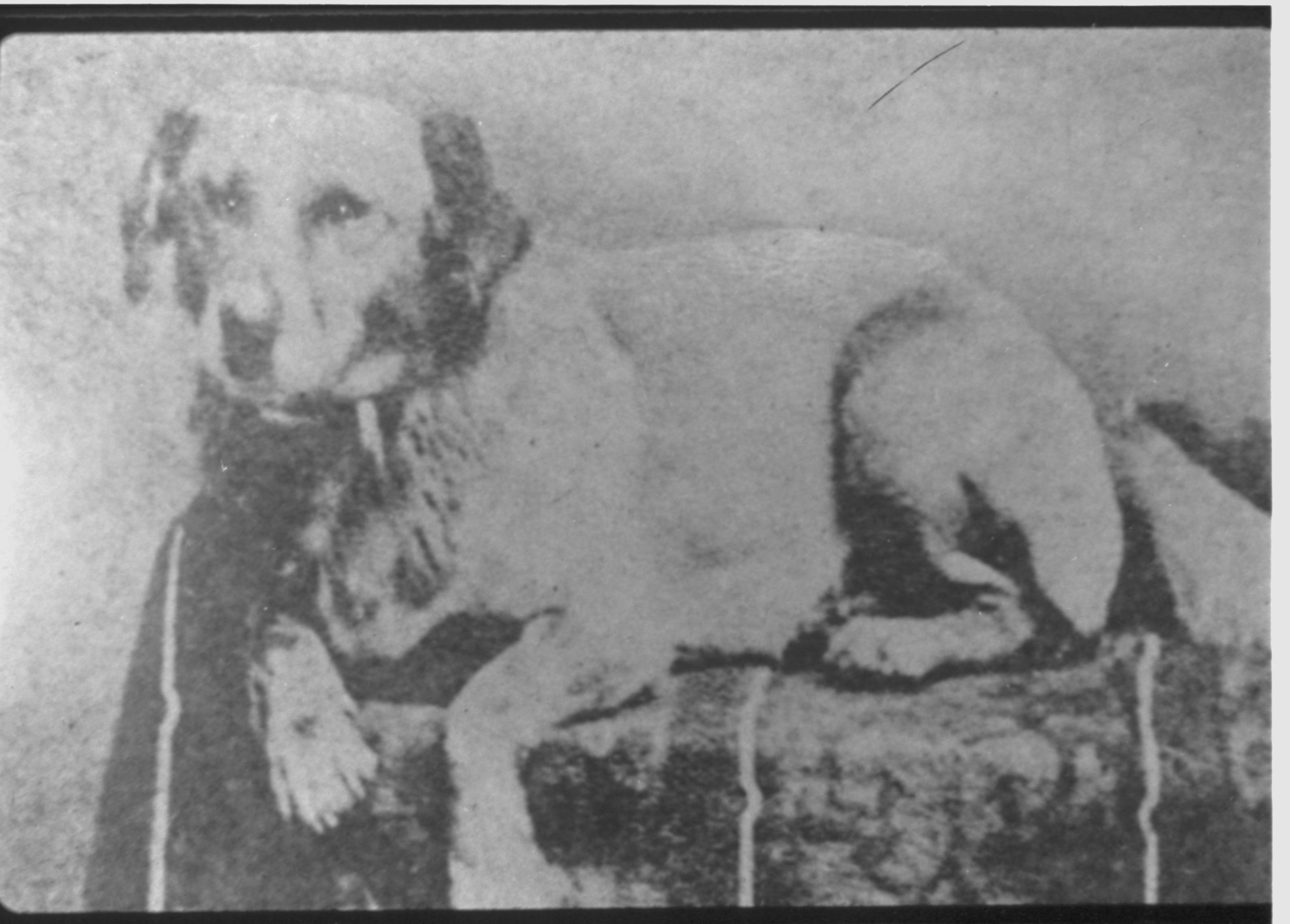 Dog 540 Fido, Dog, Reprint Photo
