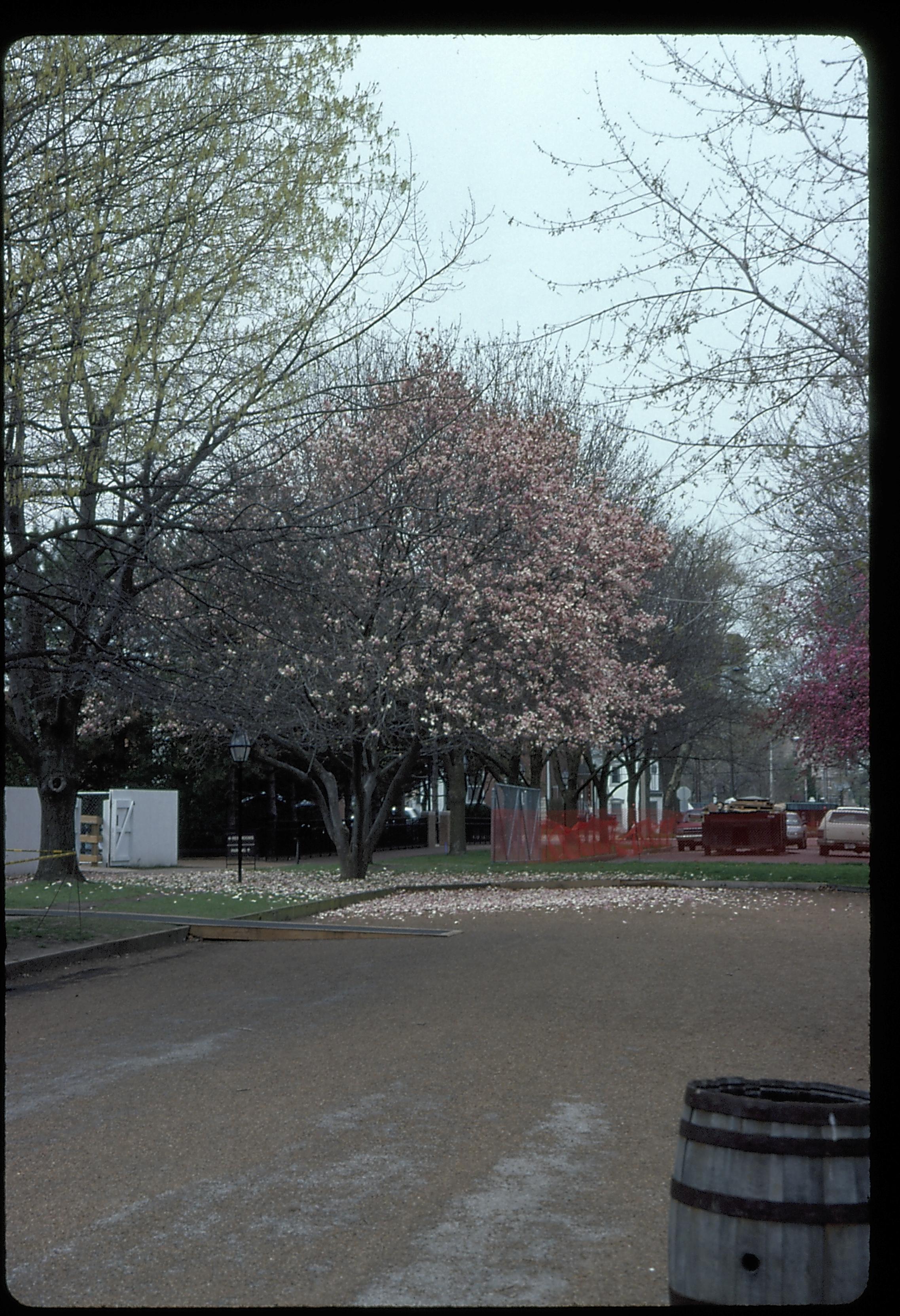 Jackson Street looking West toward Visitor Center construction area. Visitor Parking lot is behind trees in background left.  Gate into Corneau yard in on far left.  Tulip magnolia in center is almost past full bloom stage. Looking West. Trash barrel on right is near 8th & Jackson intersection. Visitor Center, construction, Tulip tree