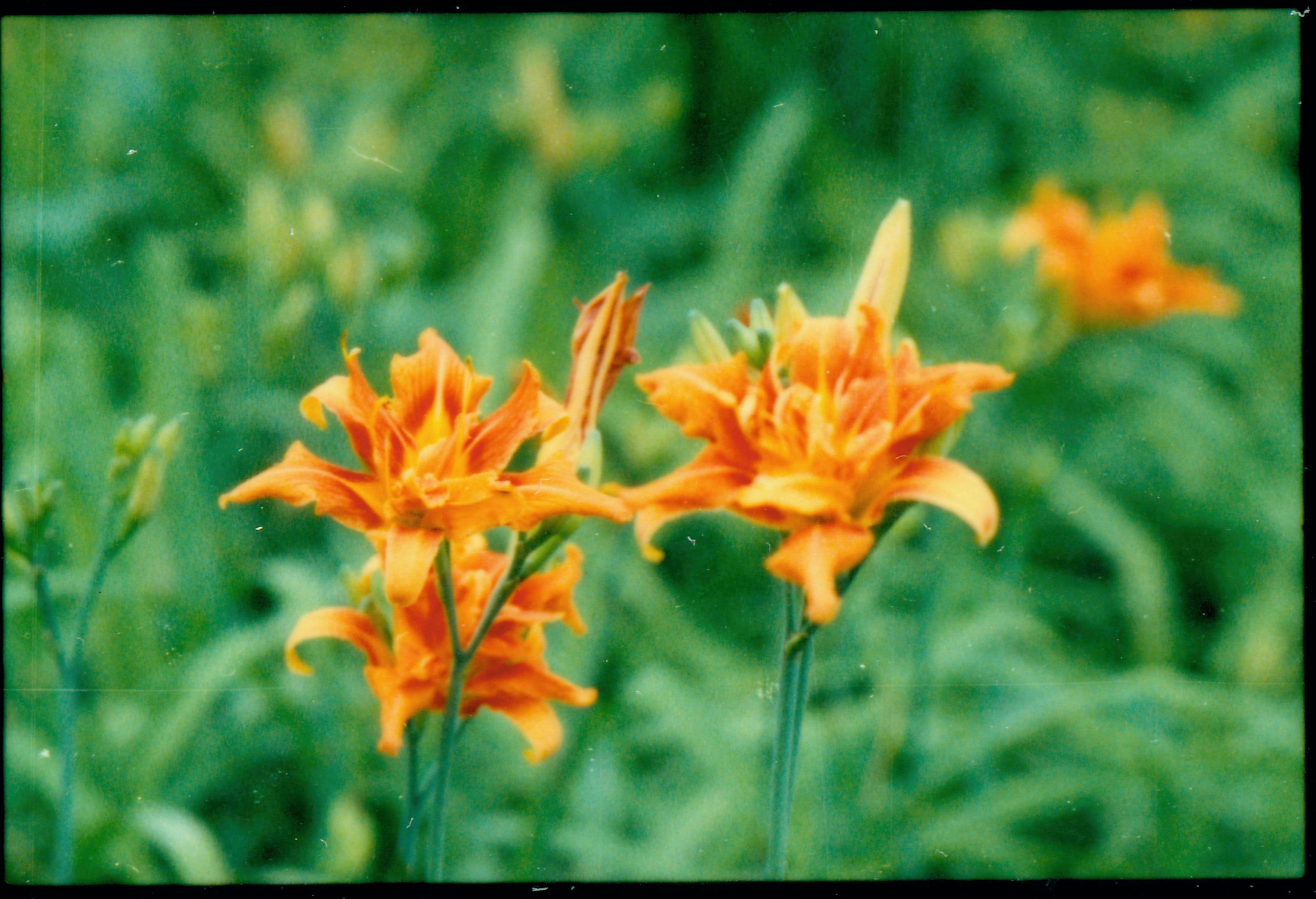 NA Interpretation staff around the park Interpretation, Flowers