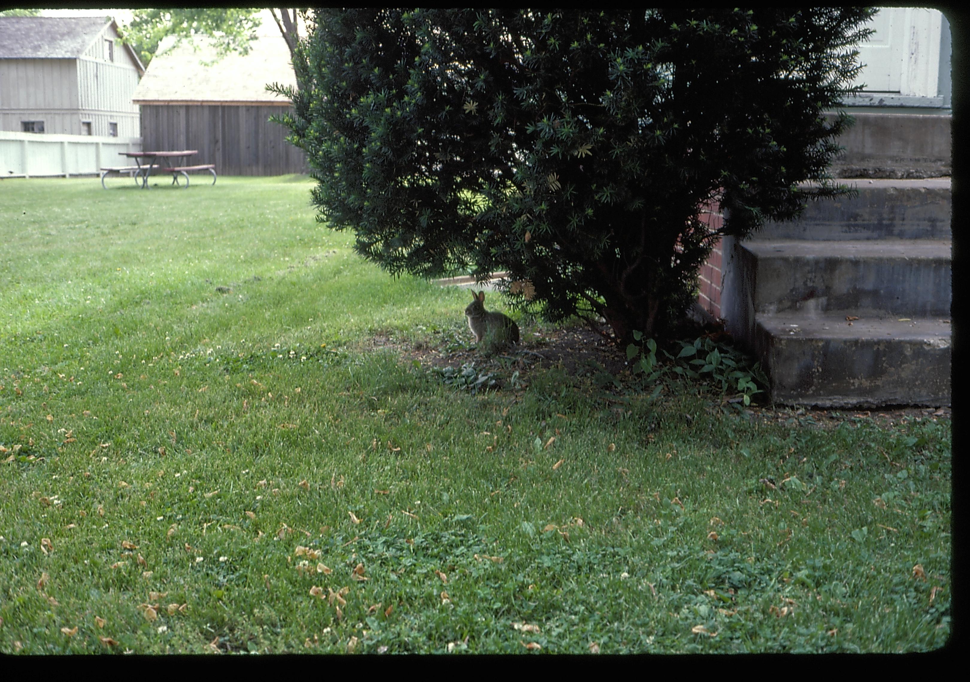 NA Lincoln Home NHS- Various locations, 16 neighborhood, rabbit