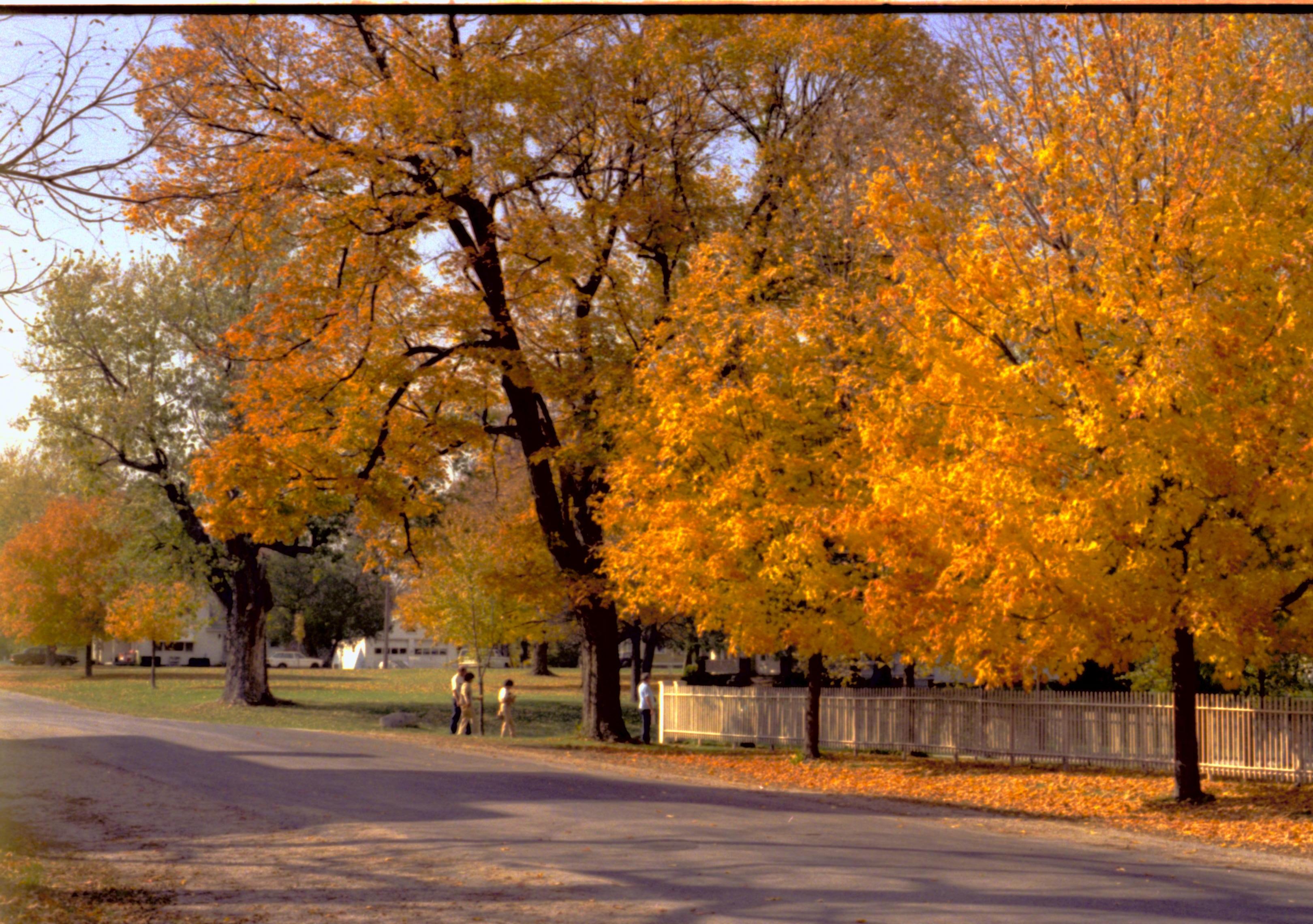 NA Lincoln Home NHS- Christmas in Licoln Neighborhood 1989, 8488, 143A, 25 trees, color, fall