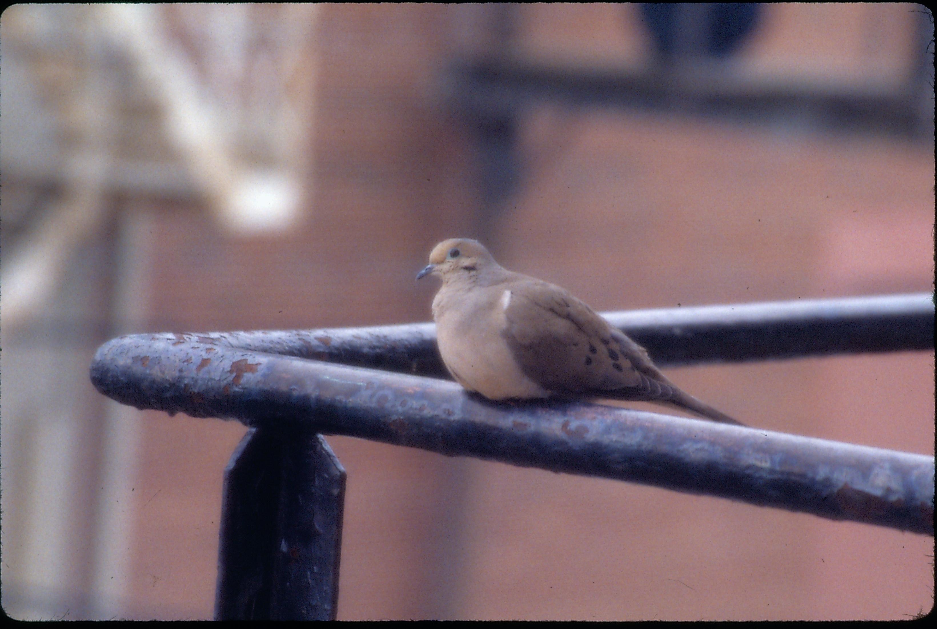 Bird sitting on railing. Great Western Depot, Train Station, Bird