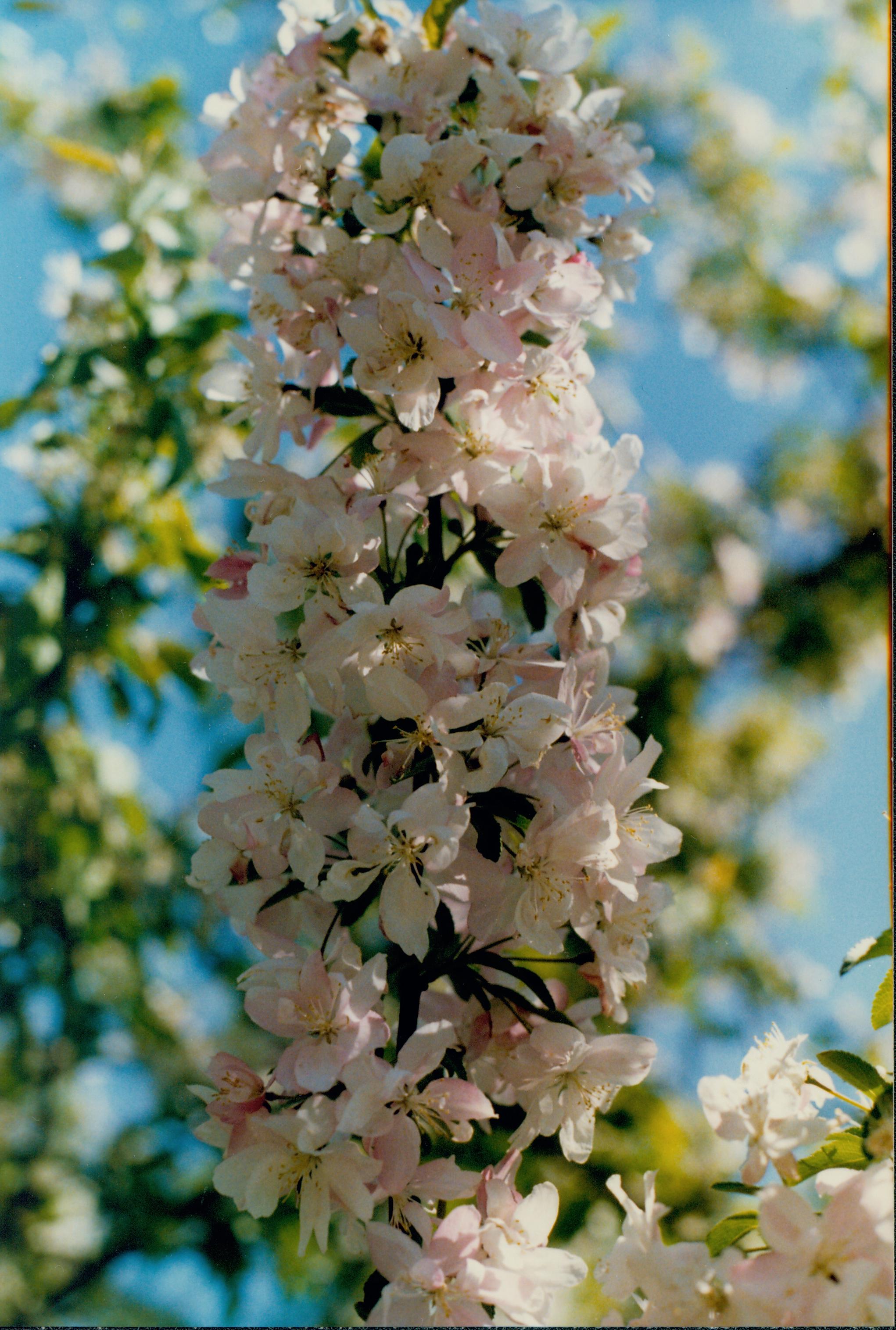 Close up of flowering shrub. White and pink blooms. Vegitation, Blossom