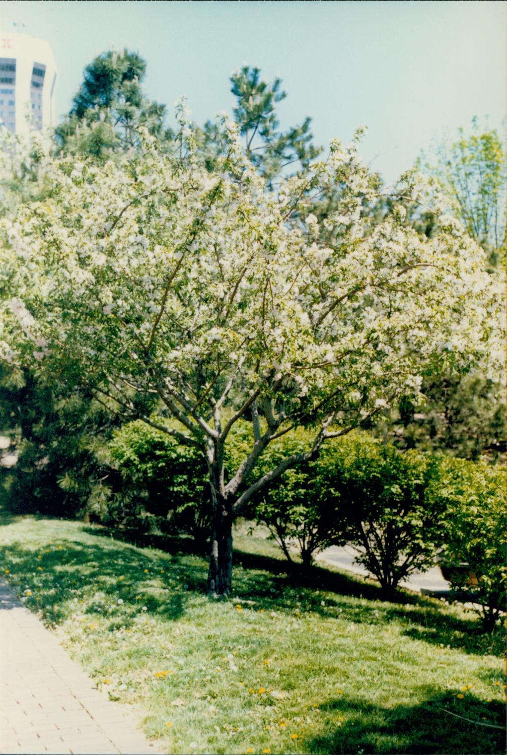 Distant shot of flowering tree. Vegitation, Blossom