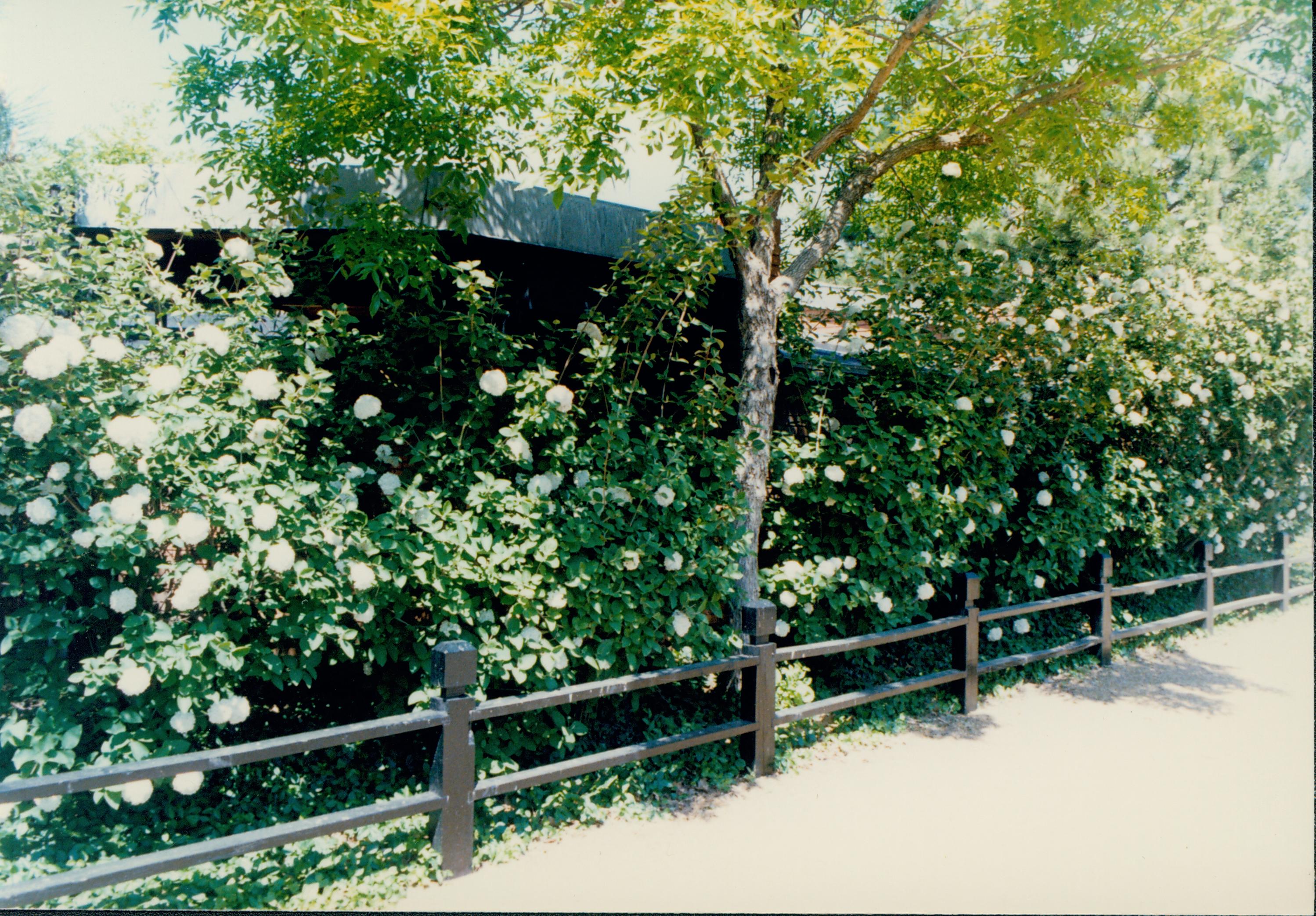 Flowering shrubs along fence. Vegitation, Blossom