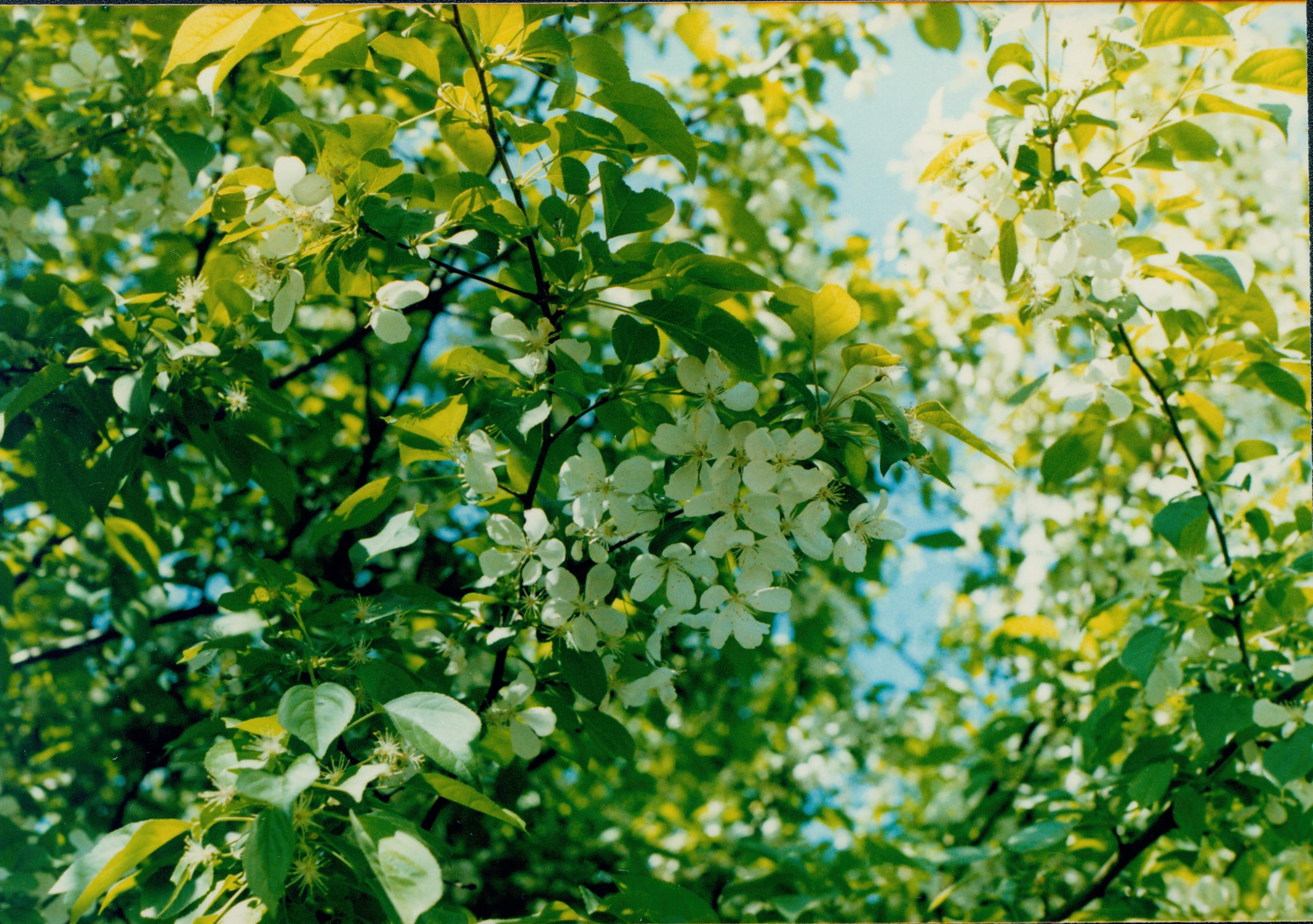 Close up of flowering vegitation on tree. Vegitation, Blossom