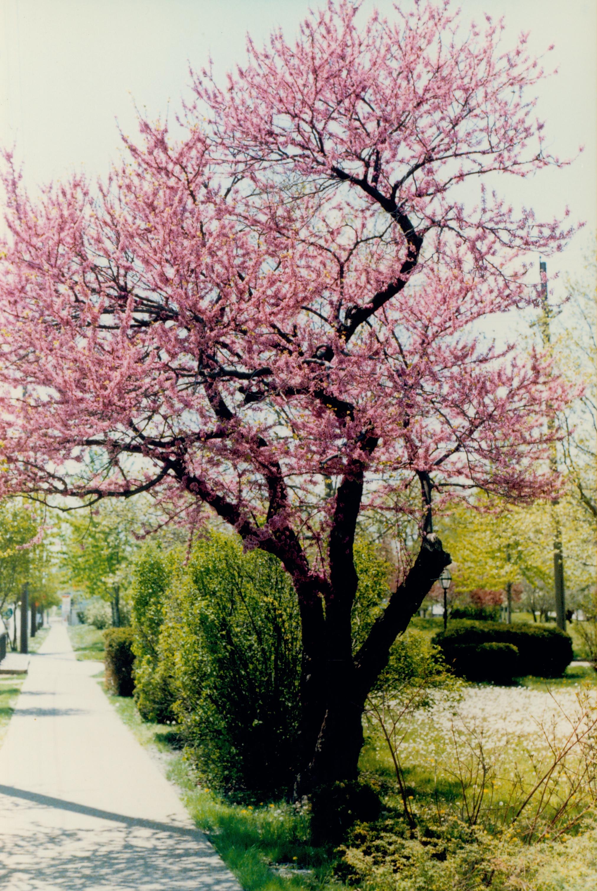 Flowering red bud tree. Vegitation, Blossom