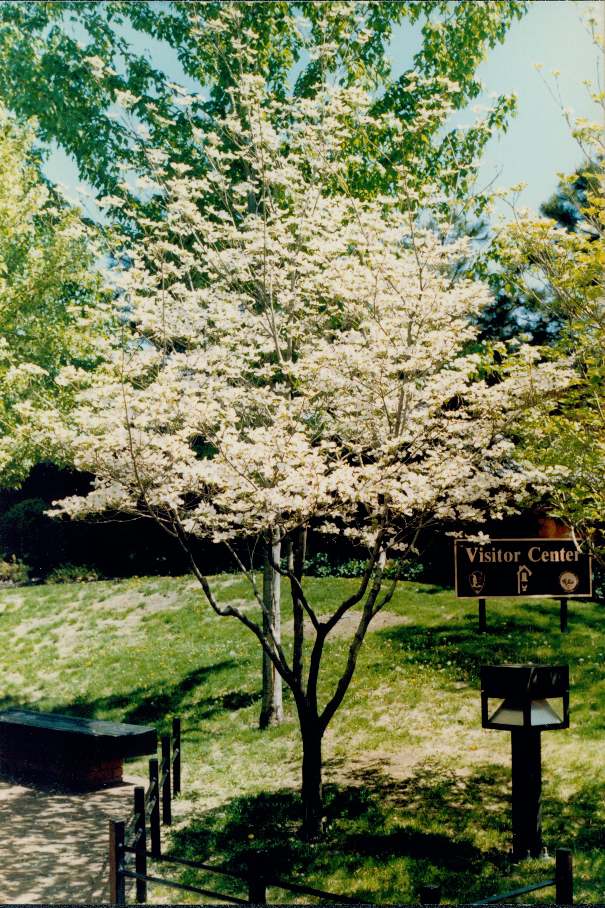 Flowering tree  (white). By Visitor Center. Vegitation, Blossom