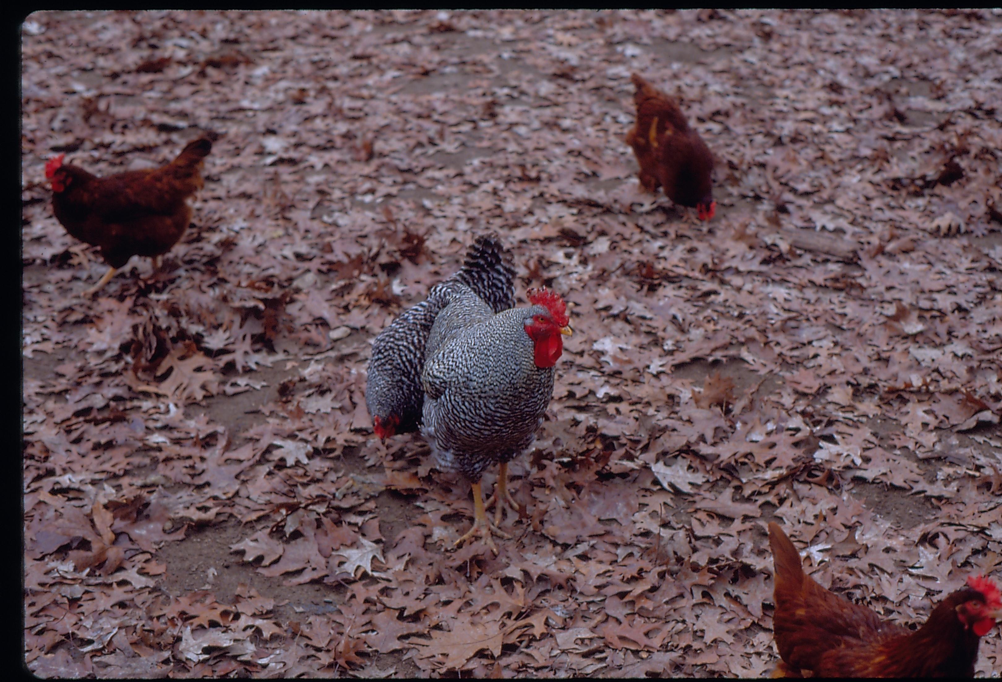 New Salem Roosters and hens. New Salem