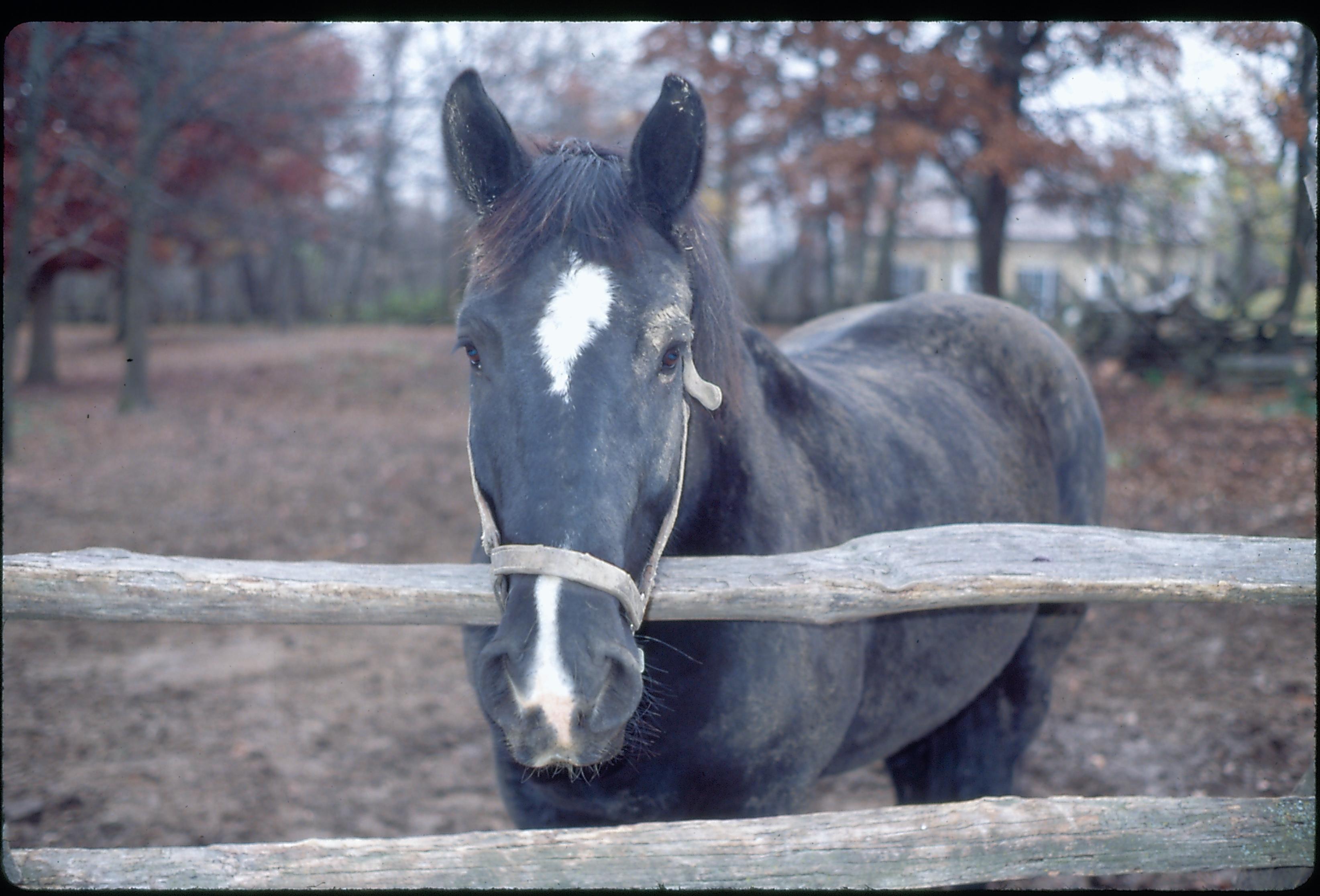 Horse behind fence, New Salem New Salem, Horse