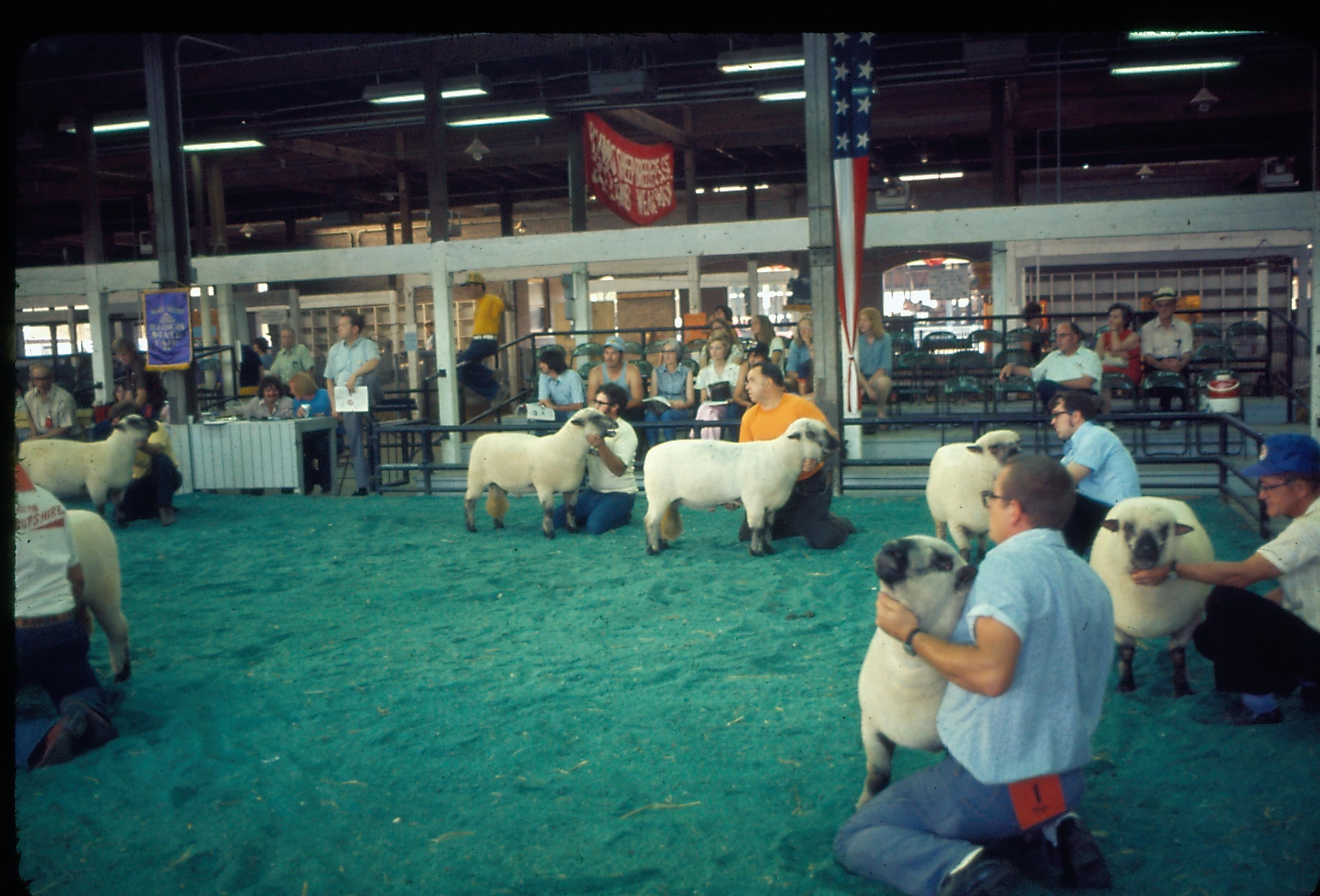 Ill. State Fair Sheep judging. Illinois State Fair