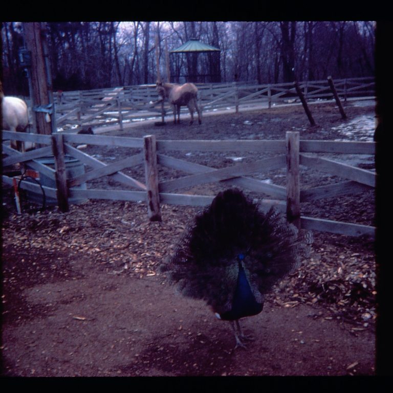 Henson Robinson Zoo Lake Springfield. Zoo