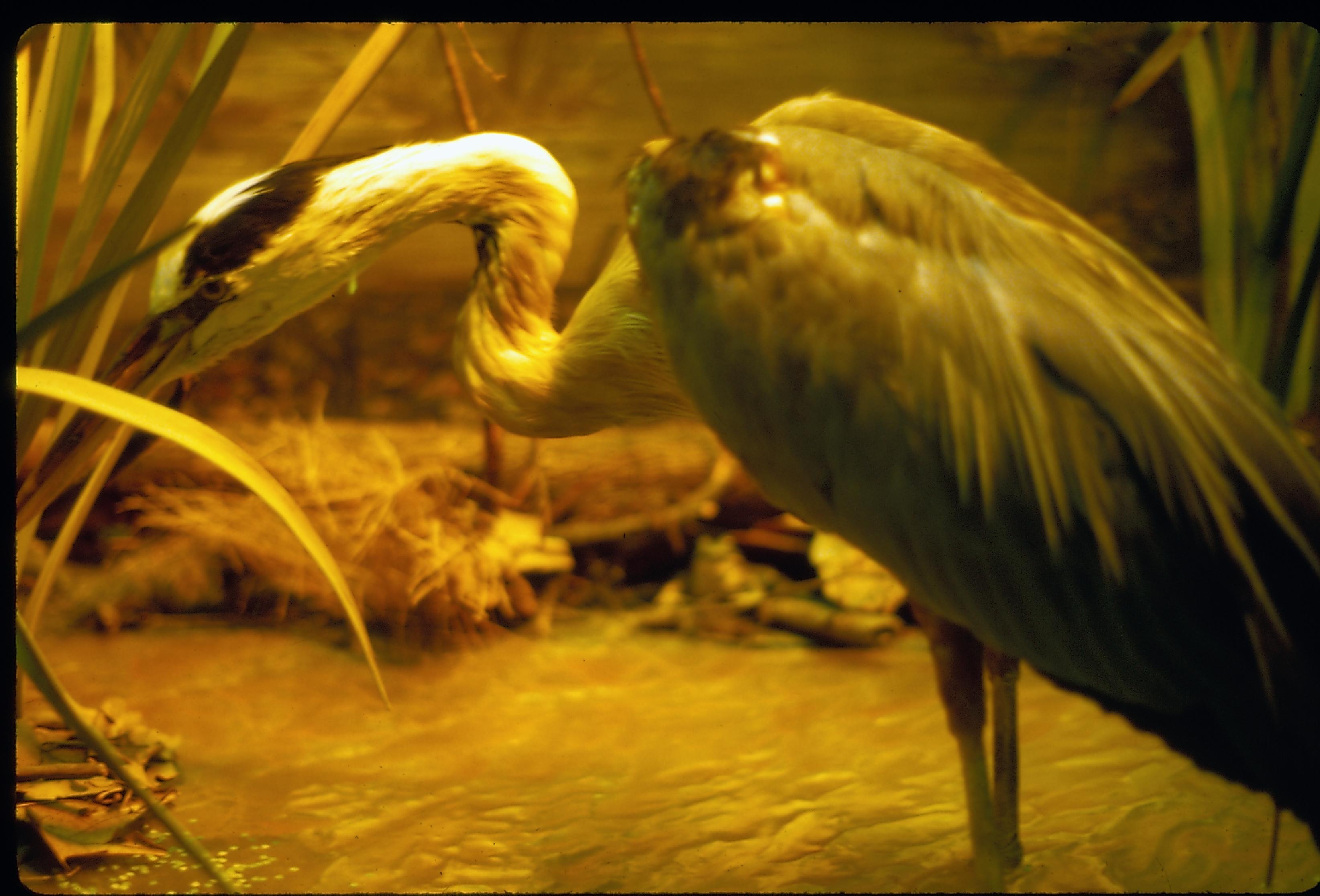 Illinois State Museum Bird exhibit Illinois, State Museum