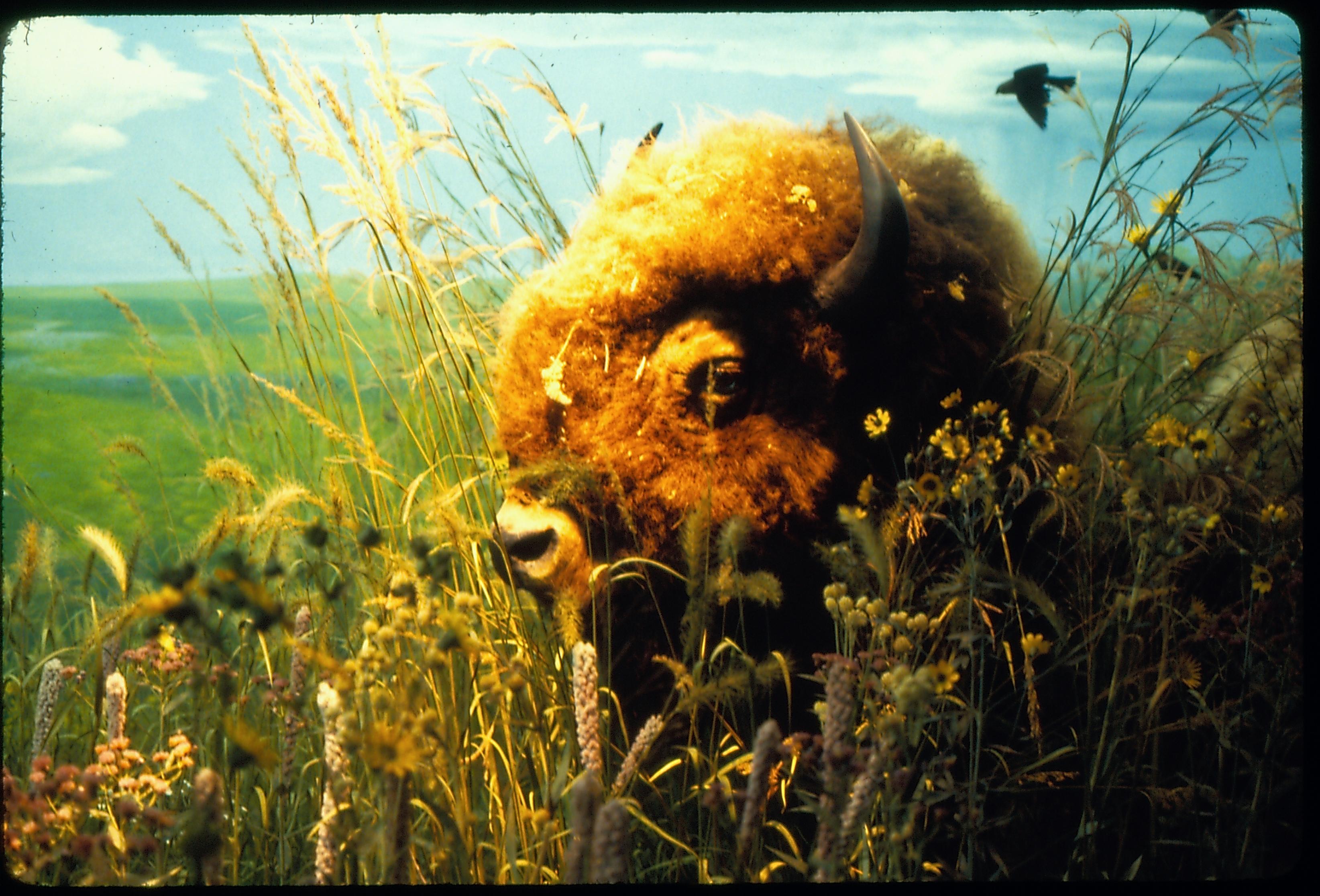 Illinois State Museum Bison exhibit Illinois, State Museum