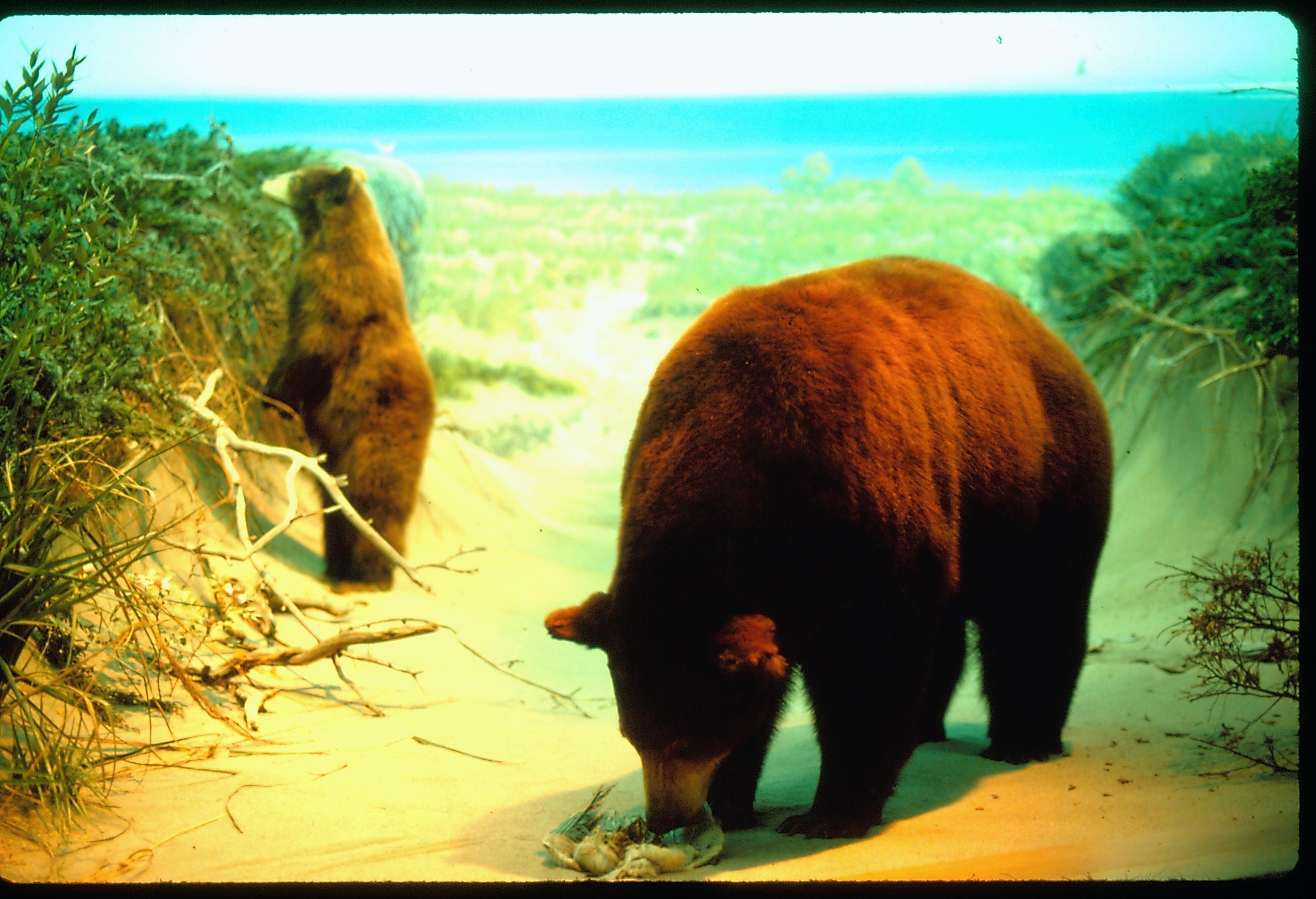 Illinois State Museum Brown bear exhibit Illinois, State Museum