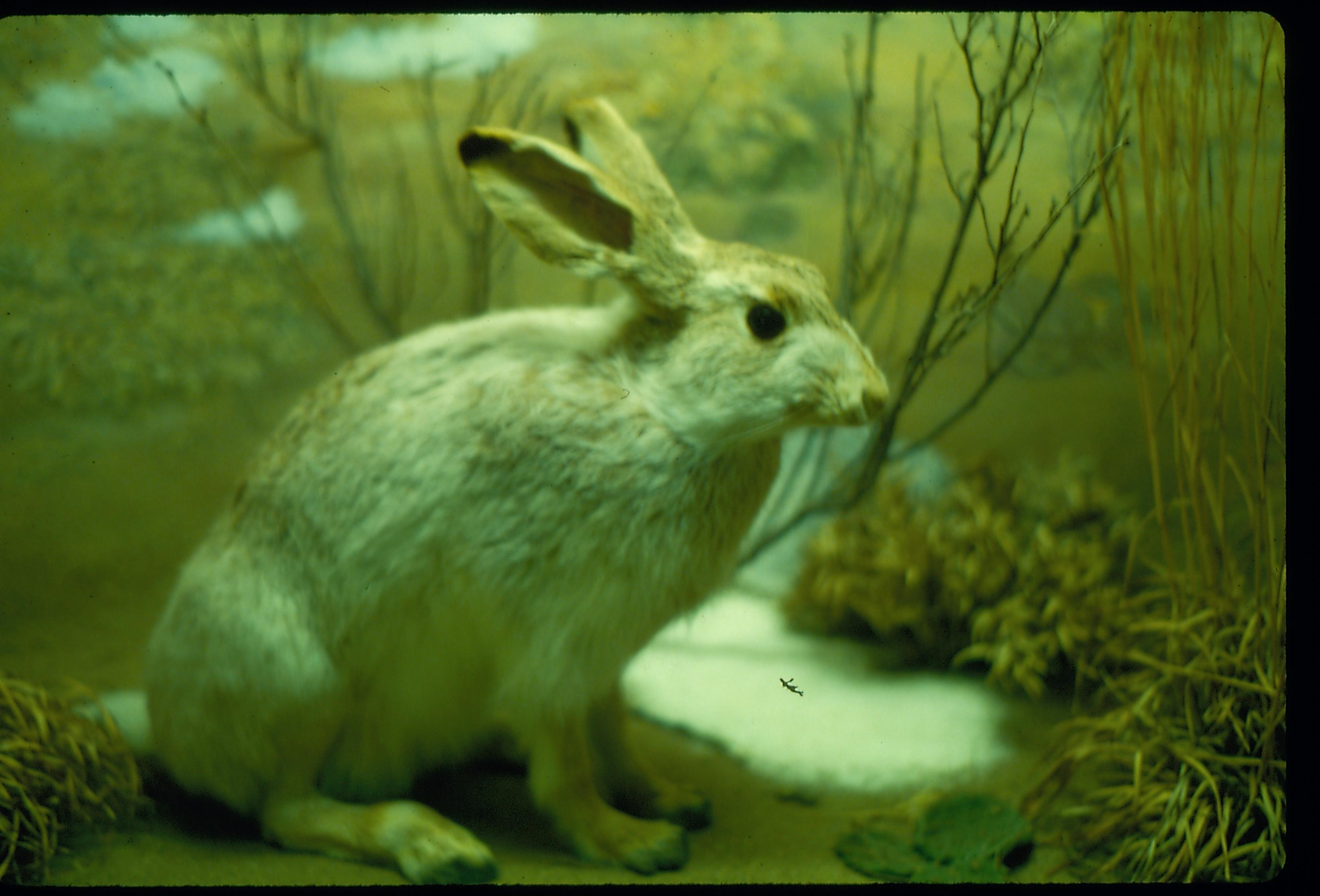 Illinois State Museum Rabbit exhibit Illinois, State Museum