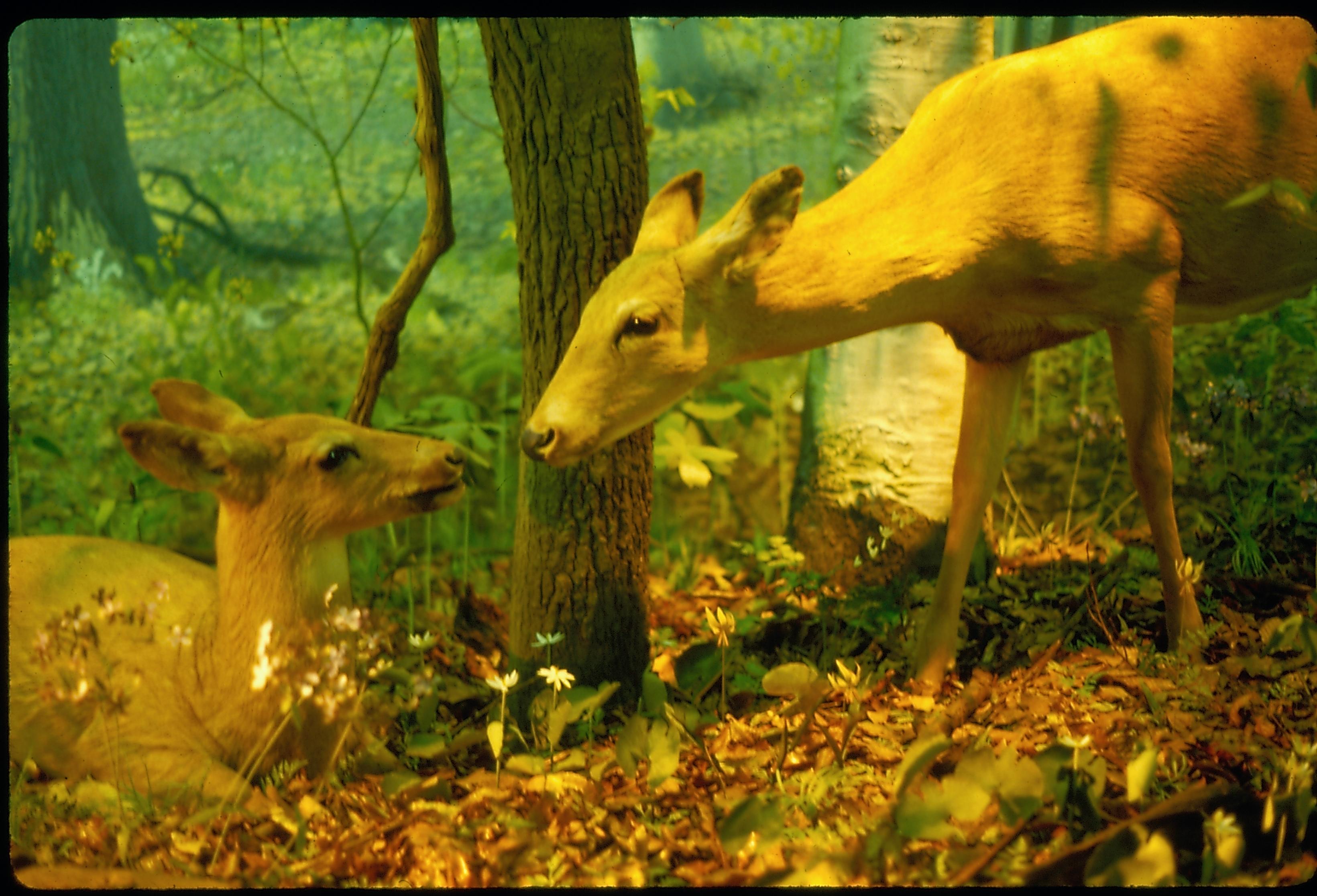 Illinois State Museum Deer exhibit Illinois, State Museum