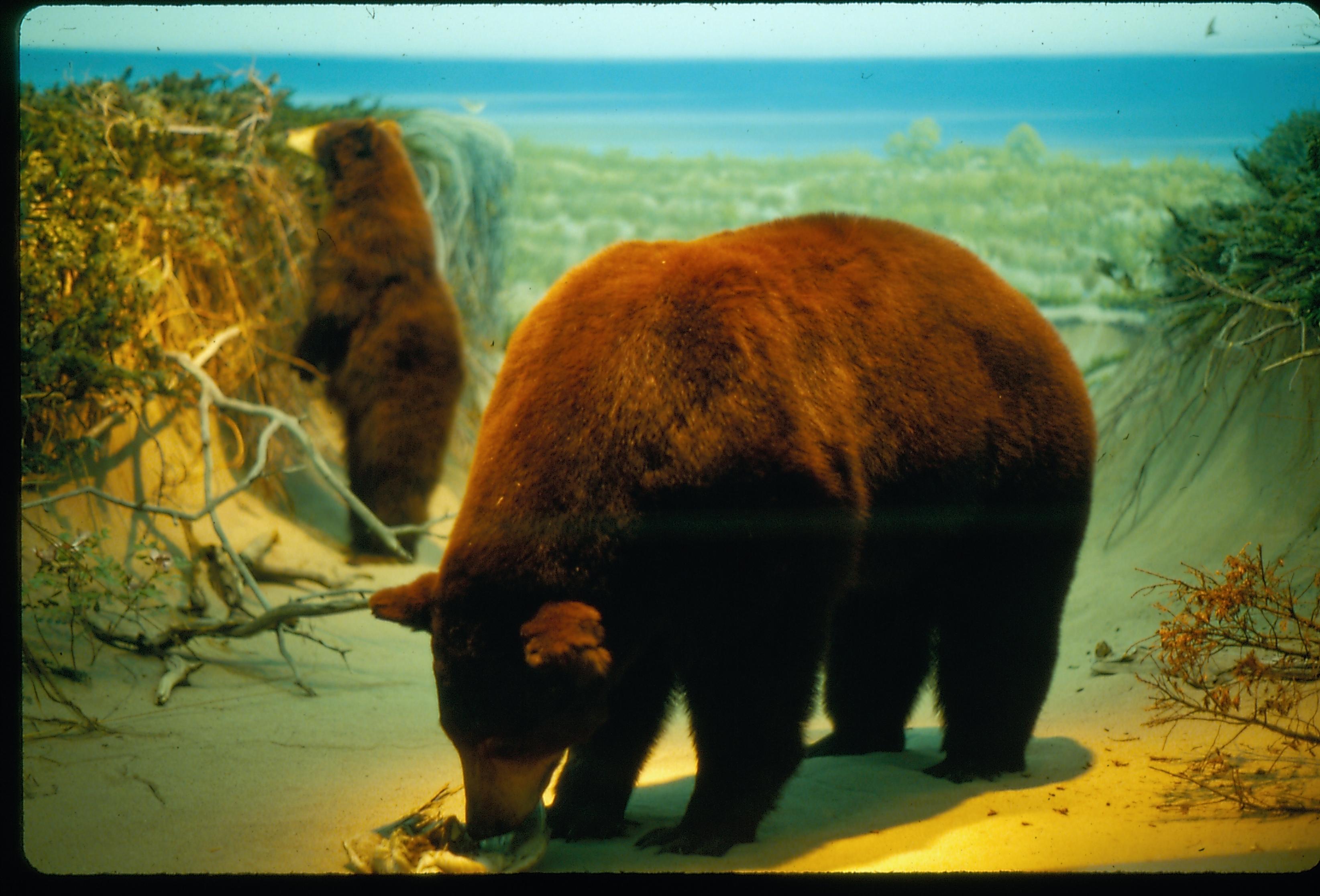 Illinois State Museum Brown bear exhibit Illinois, State Museum