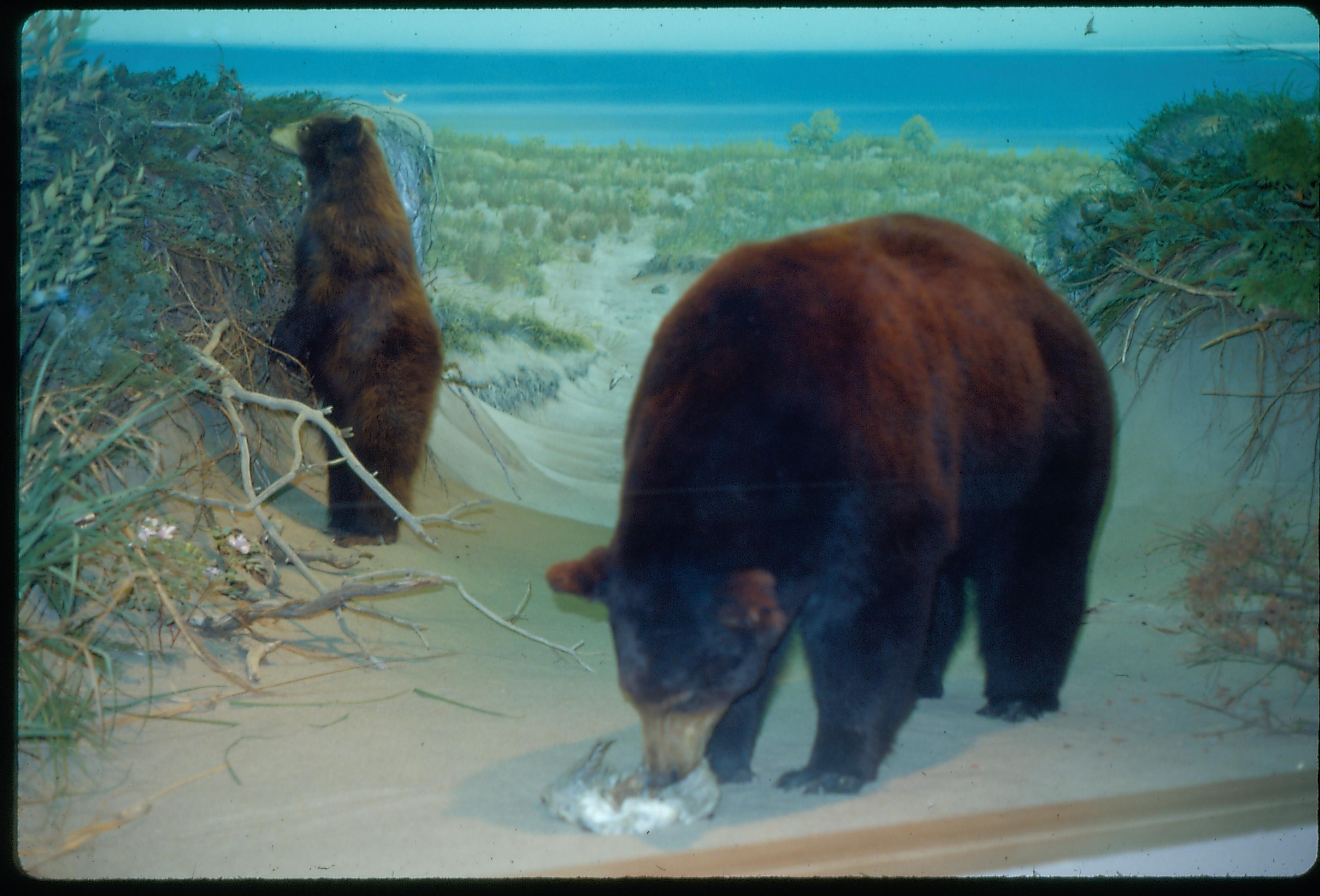 Illinois State Museum Brown bear exhibit Illinois, State Museum