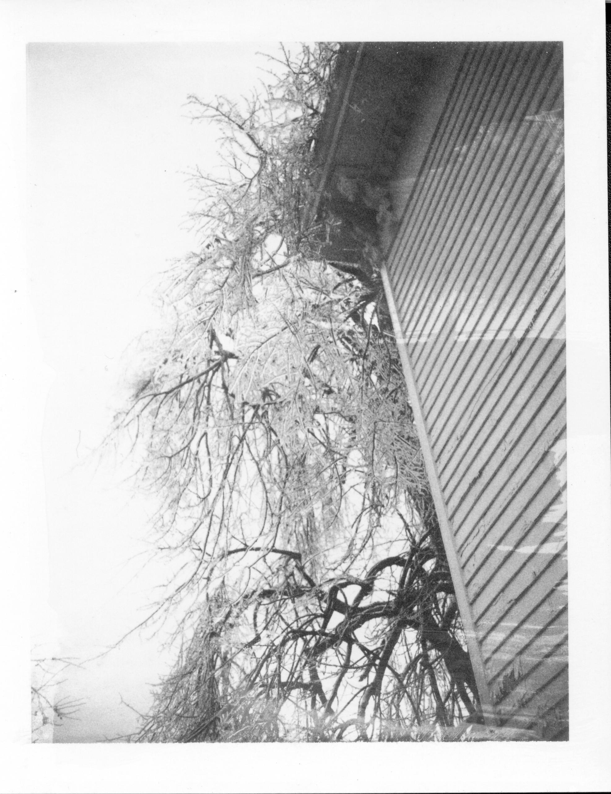 Ice Storm - Historic Basswood Tree in front of Dean House, Dean House North elevation on right Looking East Dean, Ice Storm, Basswood 