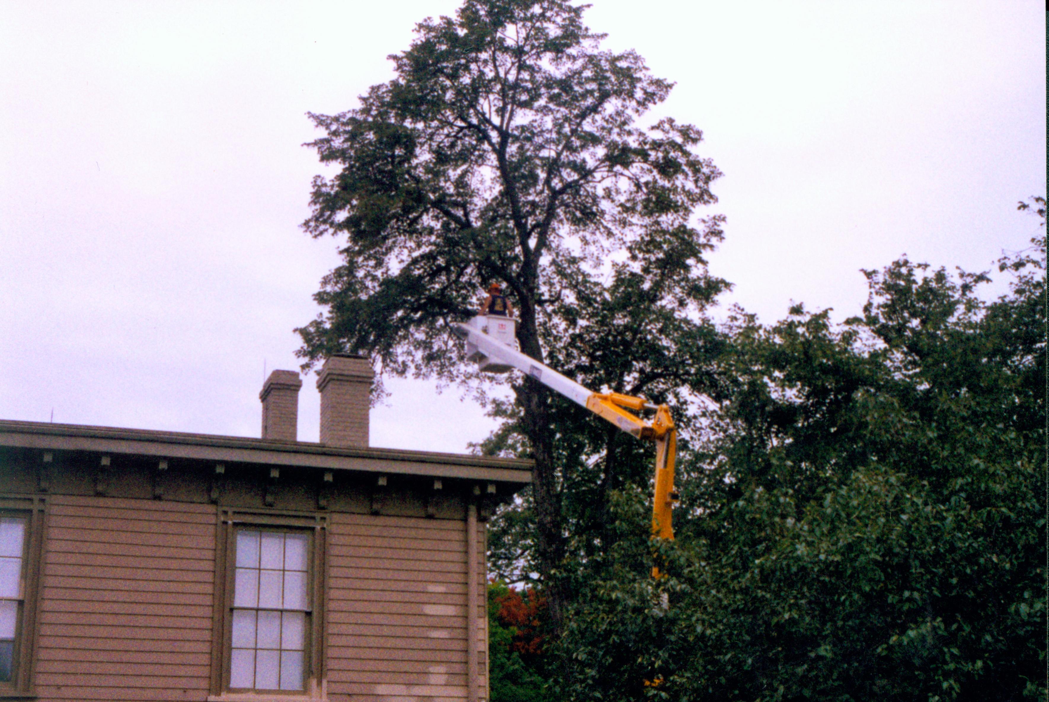 Tree trimming 2001-5; LIHO Maintenance, Tree trimming