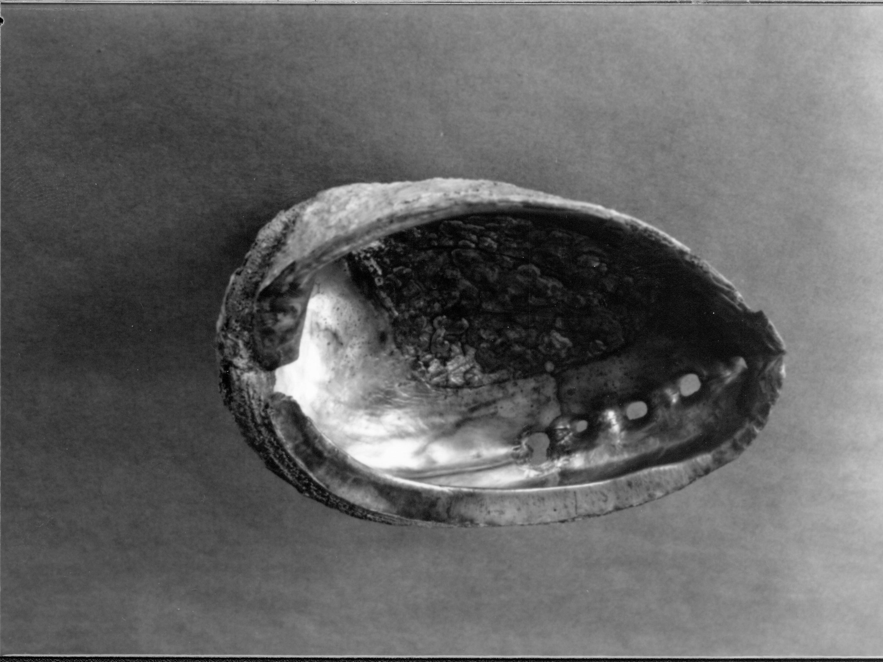 Abalone shells LIHO- 290, Abalone shells, roll 16, #23 furnishings, abalone shells