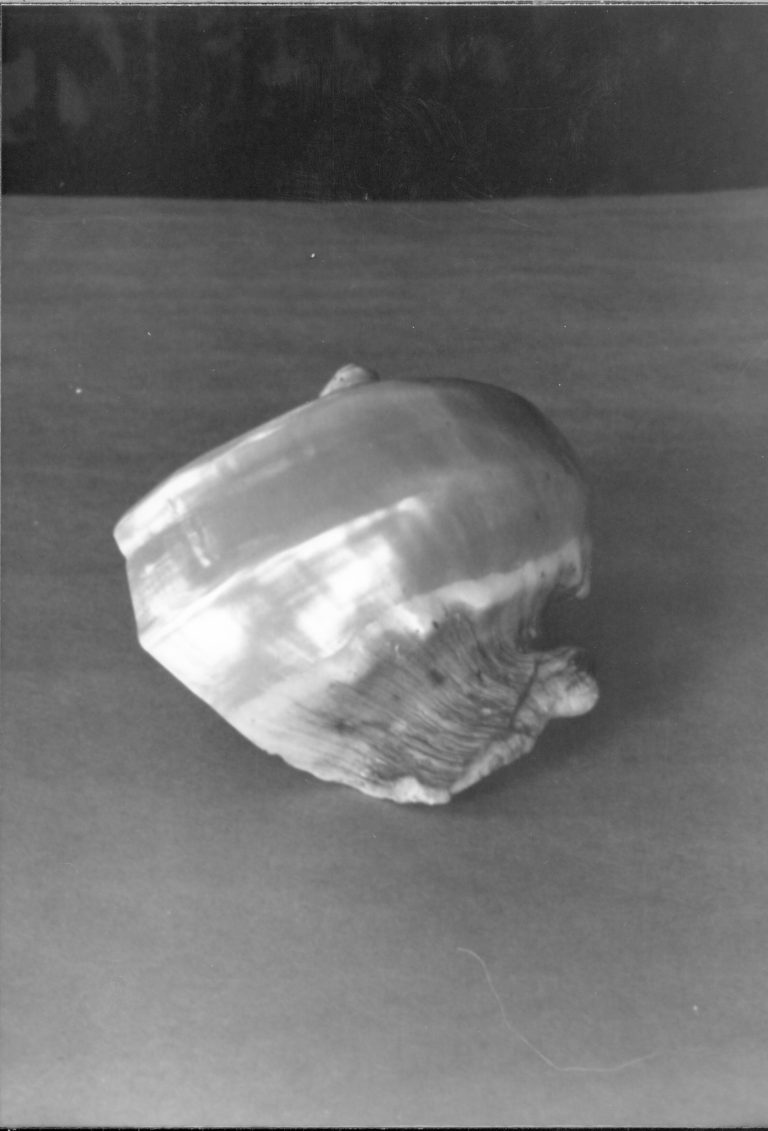 Abalone shells LIHO- 292, Abalone shells, roll 16, #19 furnishings, abalone shells