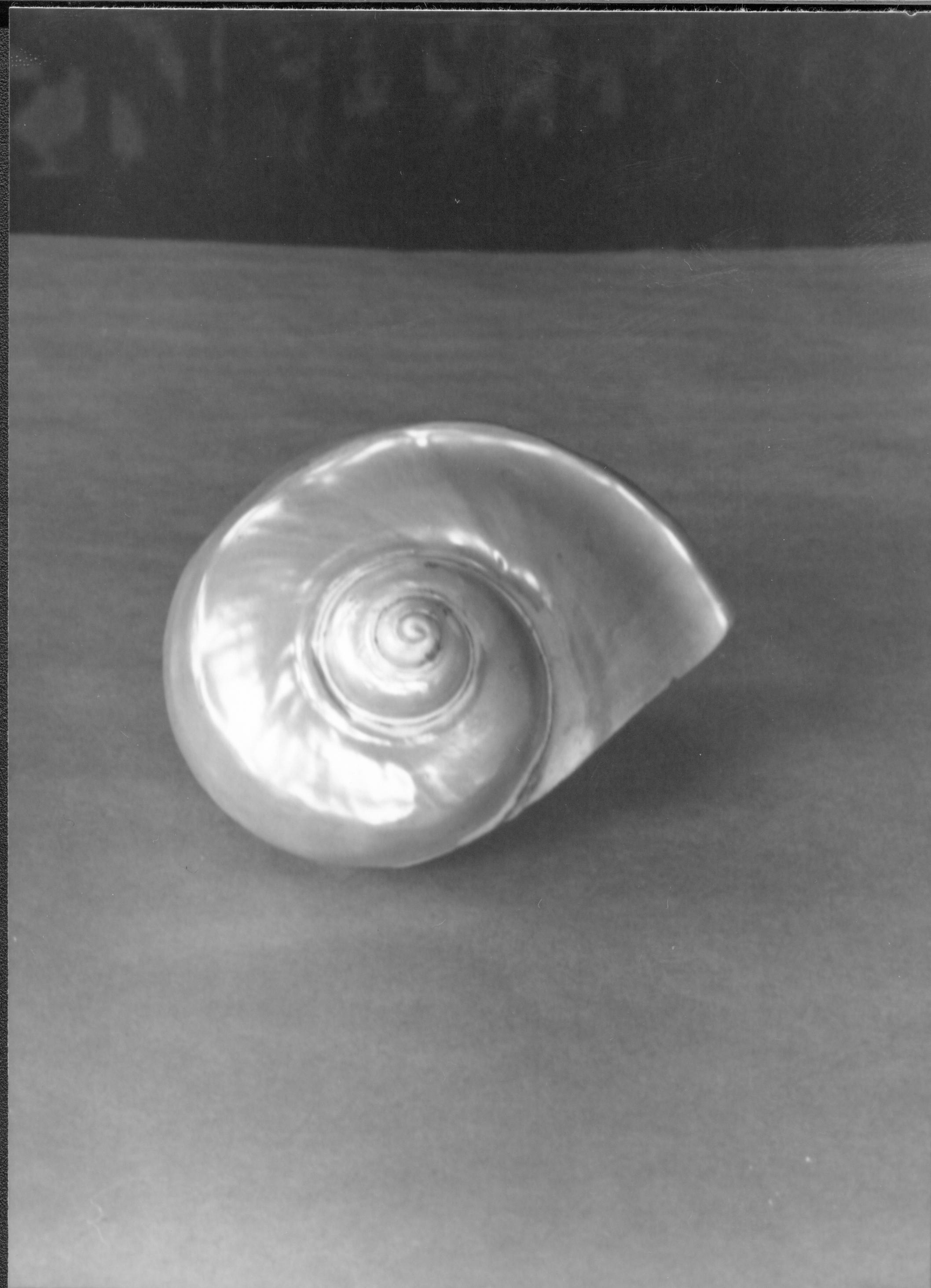 Abalone shells LIHO- 292, Abalone shells, roll 16, #20 furnishings, abalone shells