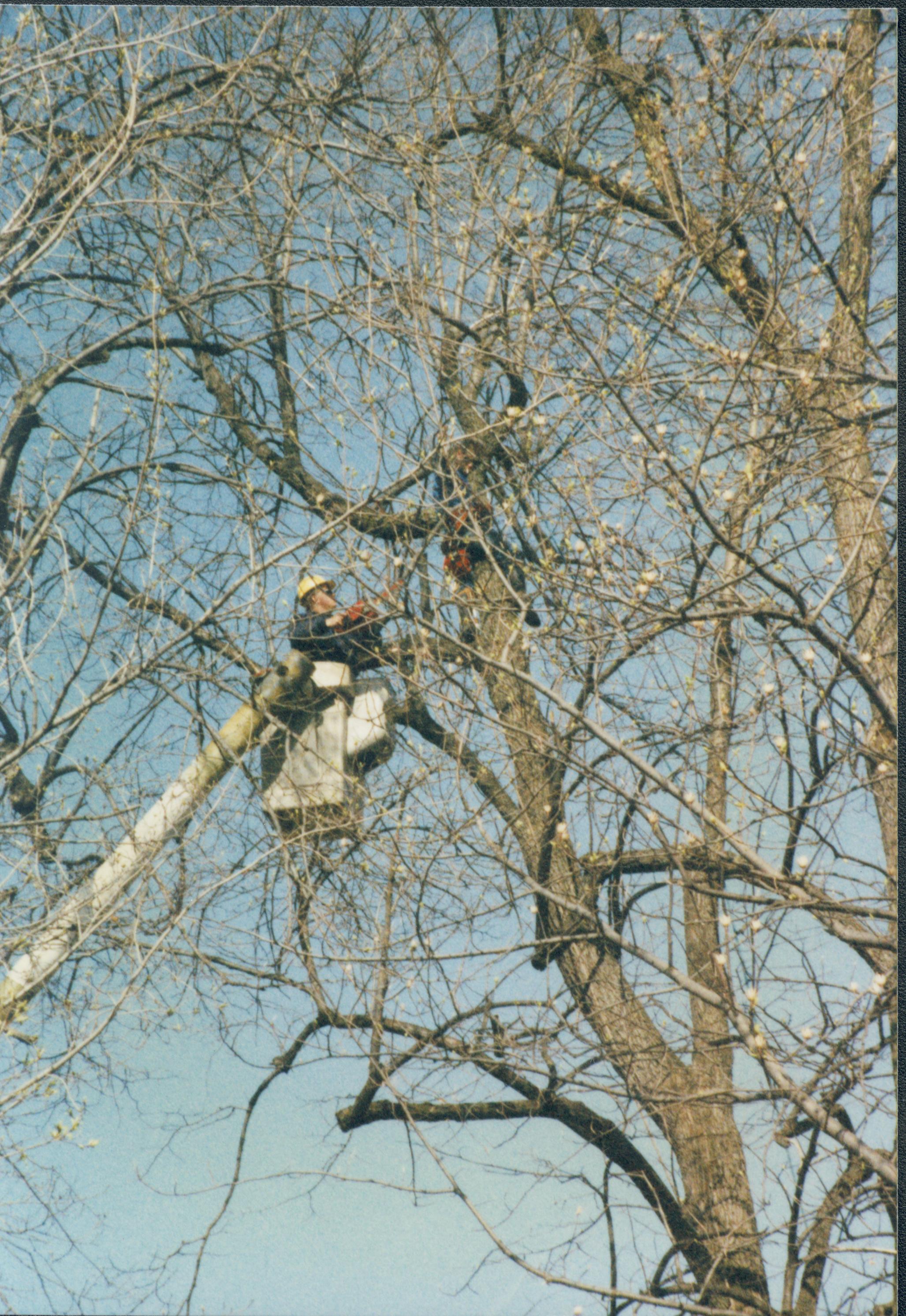 Dean House Lincoln Home NHS- Dean House tree trimming Dean House, tree trimming