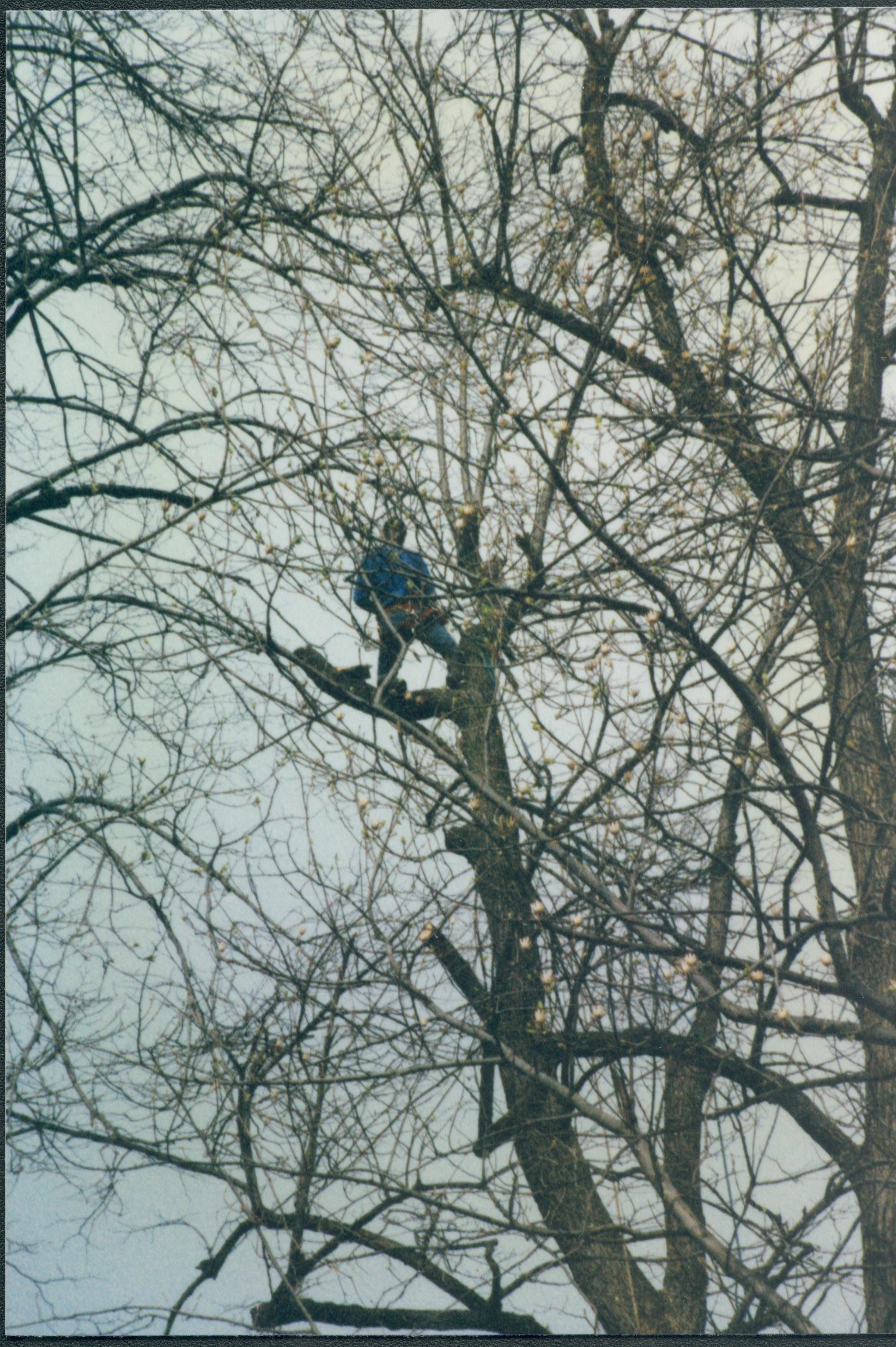 Dean House Lincoln Home NHS- Dean House tree trimming Dean House, tree trimming