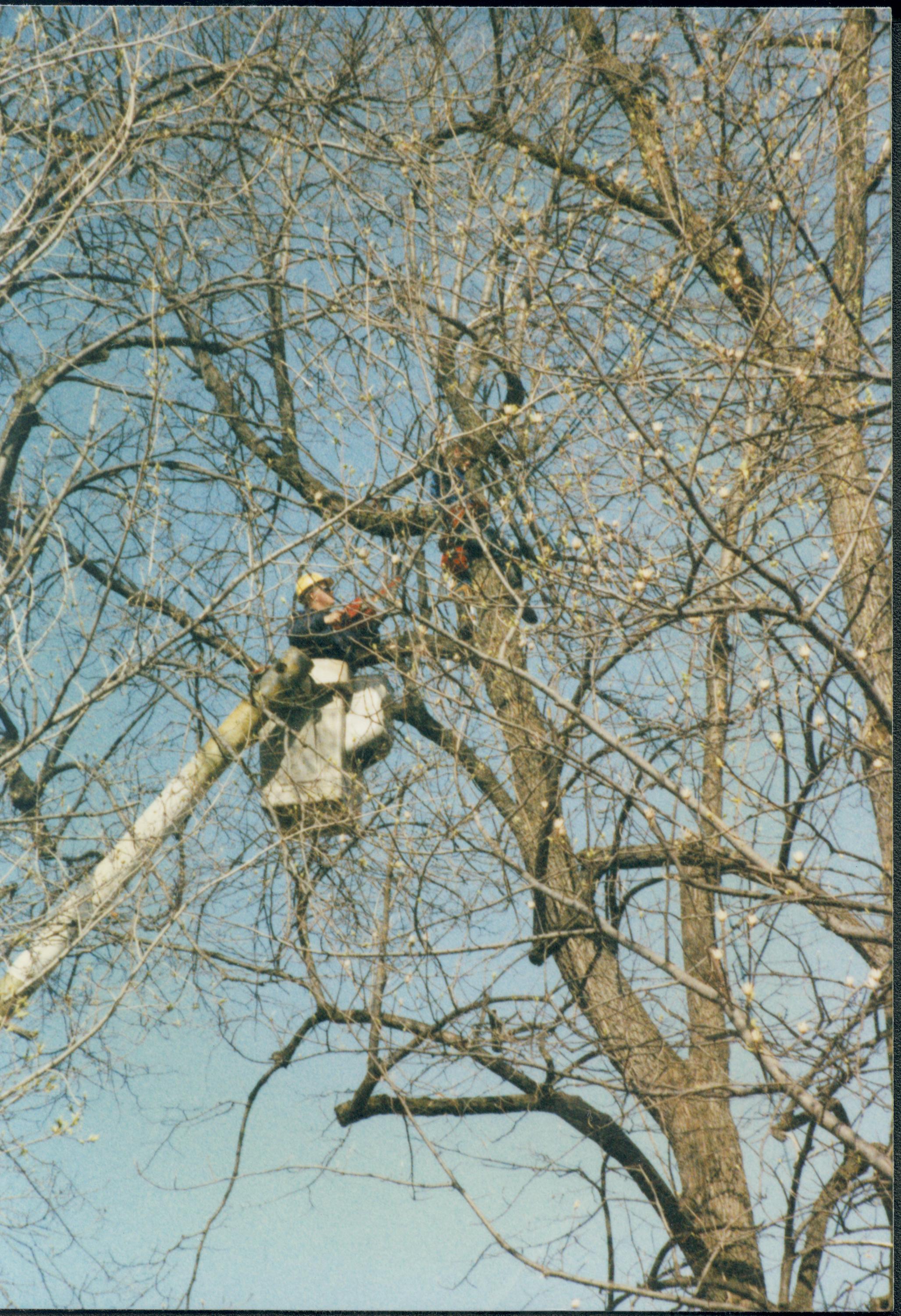 Dean House Lincoln Home NHS- Dean House tree trimming Dean House, tree trimming