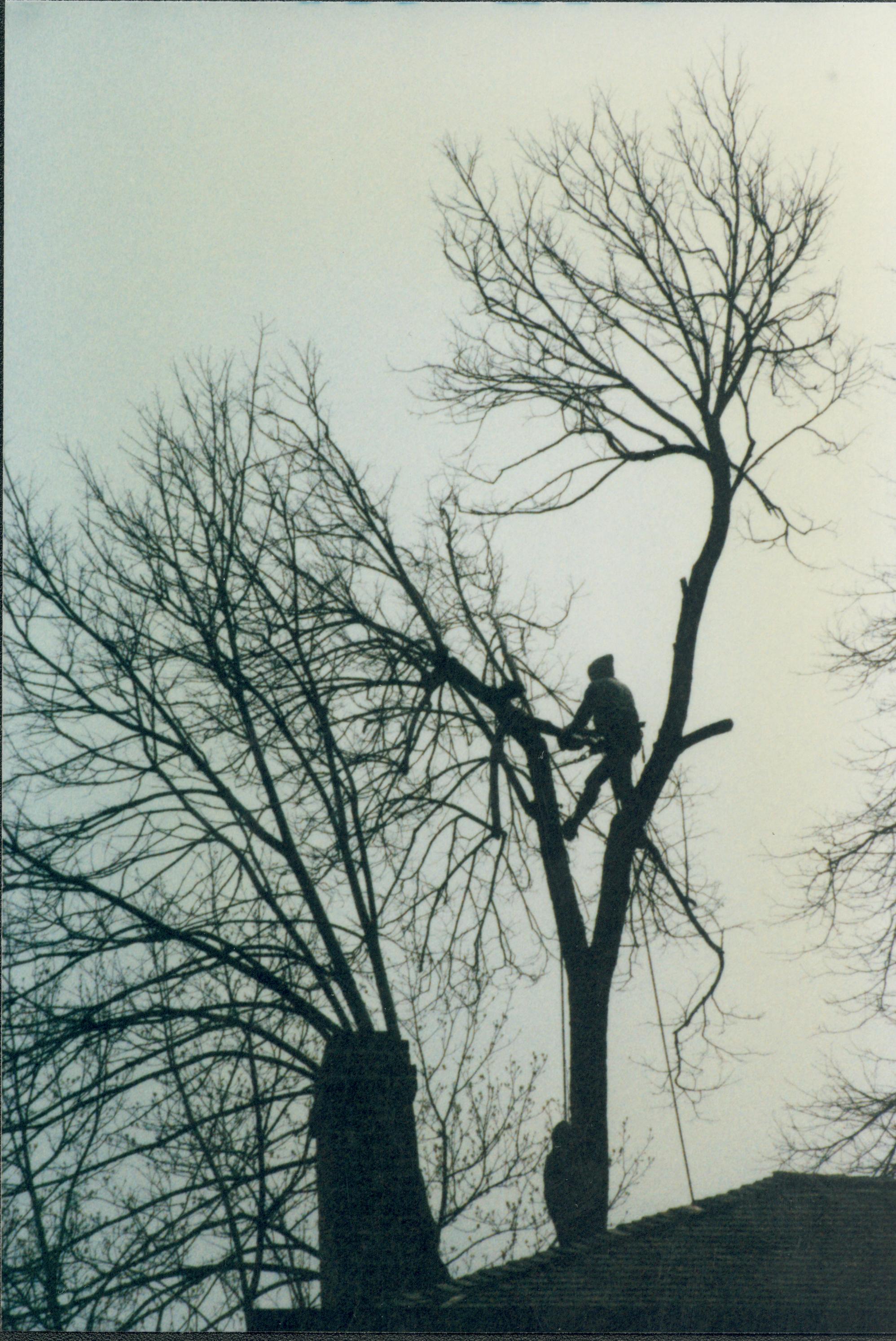 Dean House Lincoln Home NHS- Dean House tree trimming Dean House, tree trimming