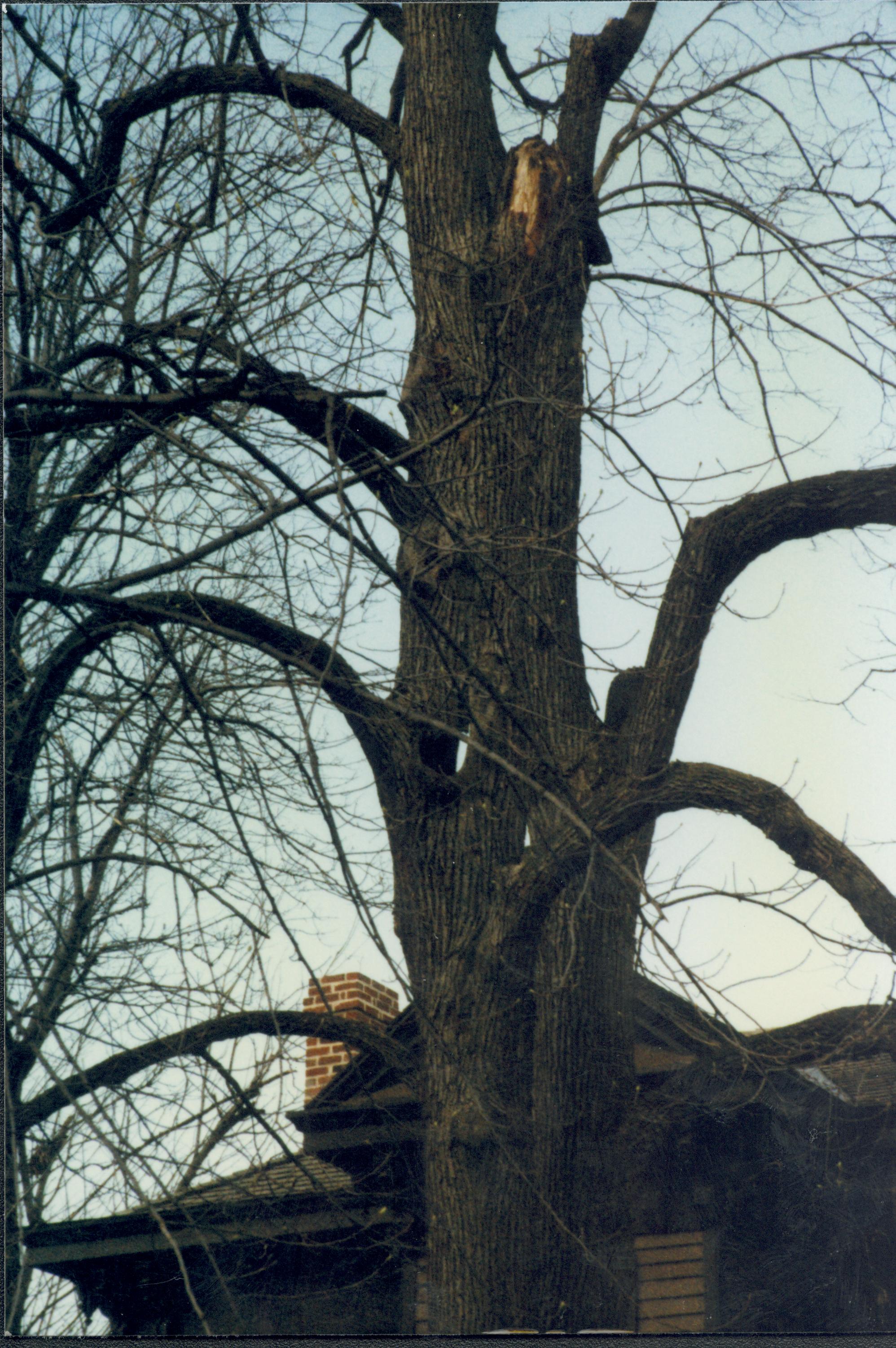 Dean House Lincoln Home NHS- Dean House tree trimming Dean House, tree trimming