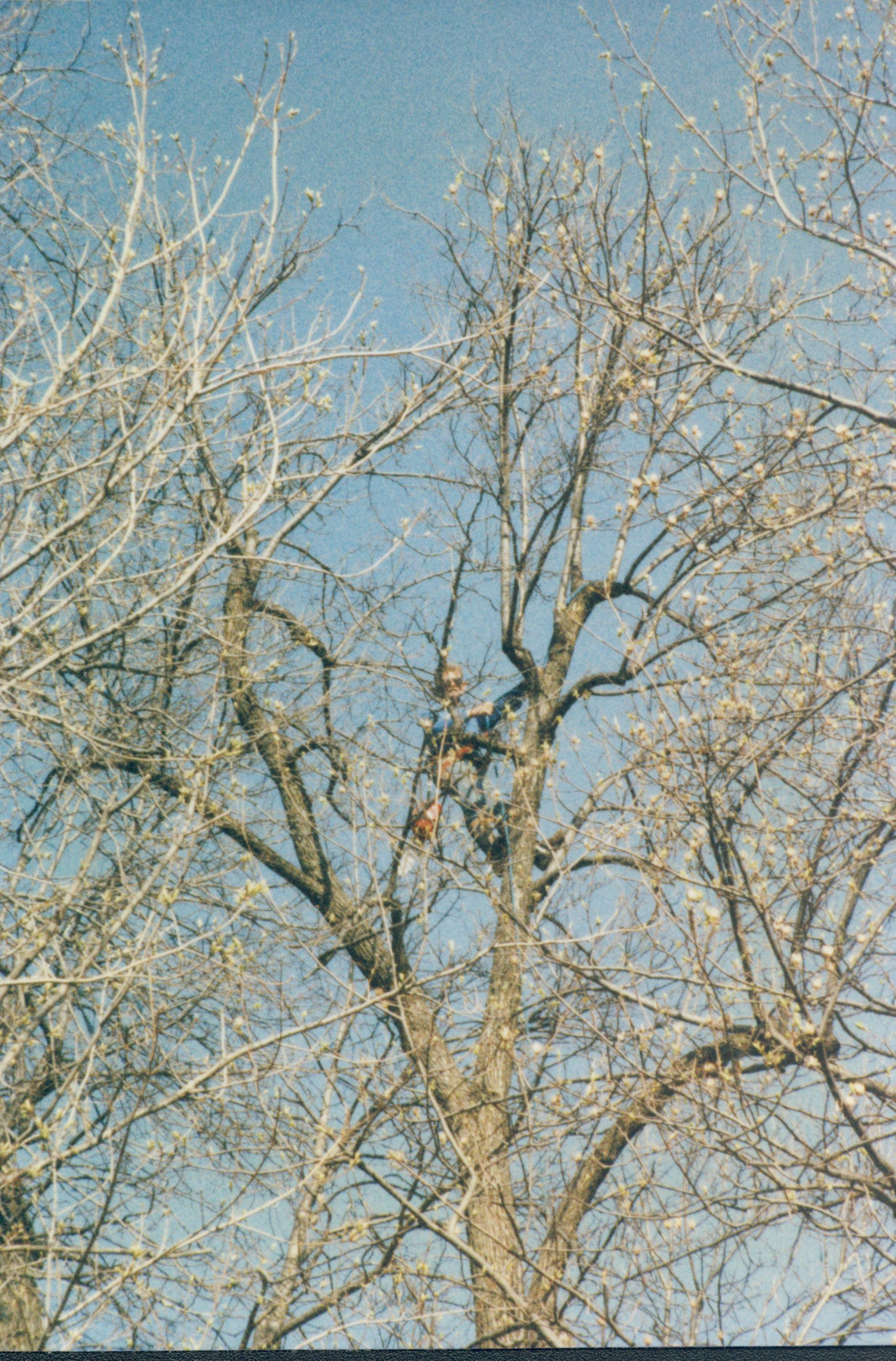 Dean House Lincoln Home NHS- Dean House tree trimming Dean House, tree trimming