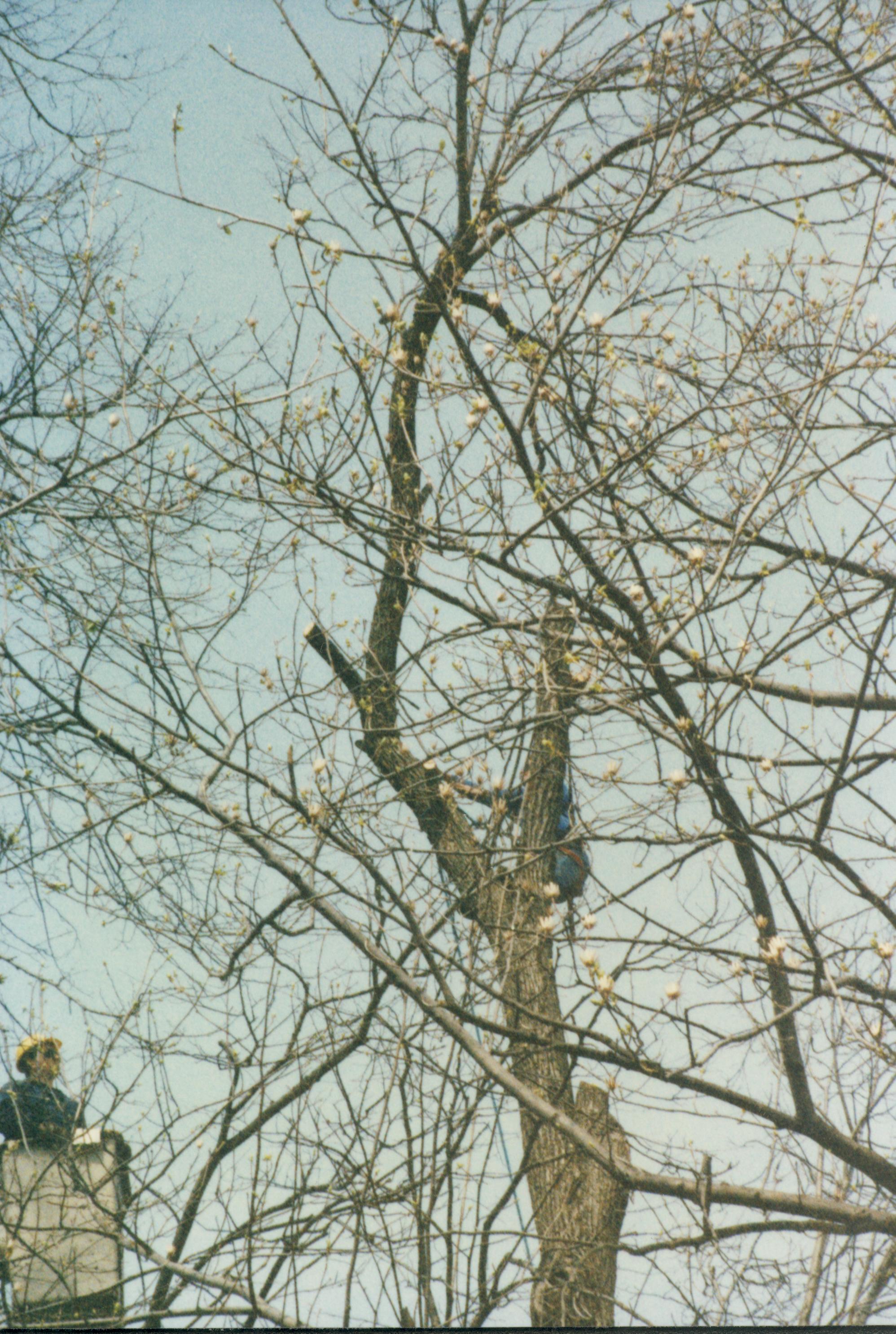 Dean House Lincoln Home NHS- Dean House tree trimming Dean House, tree trimming