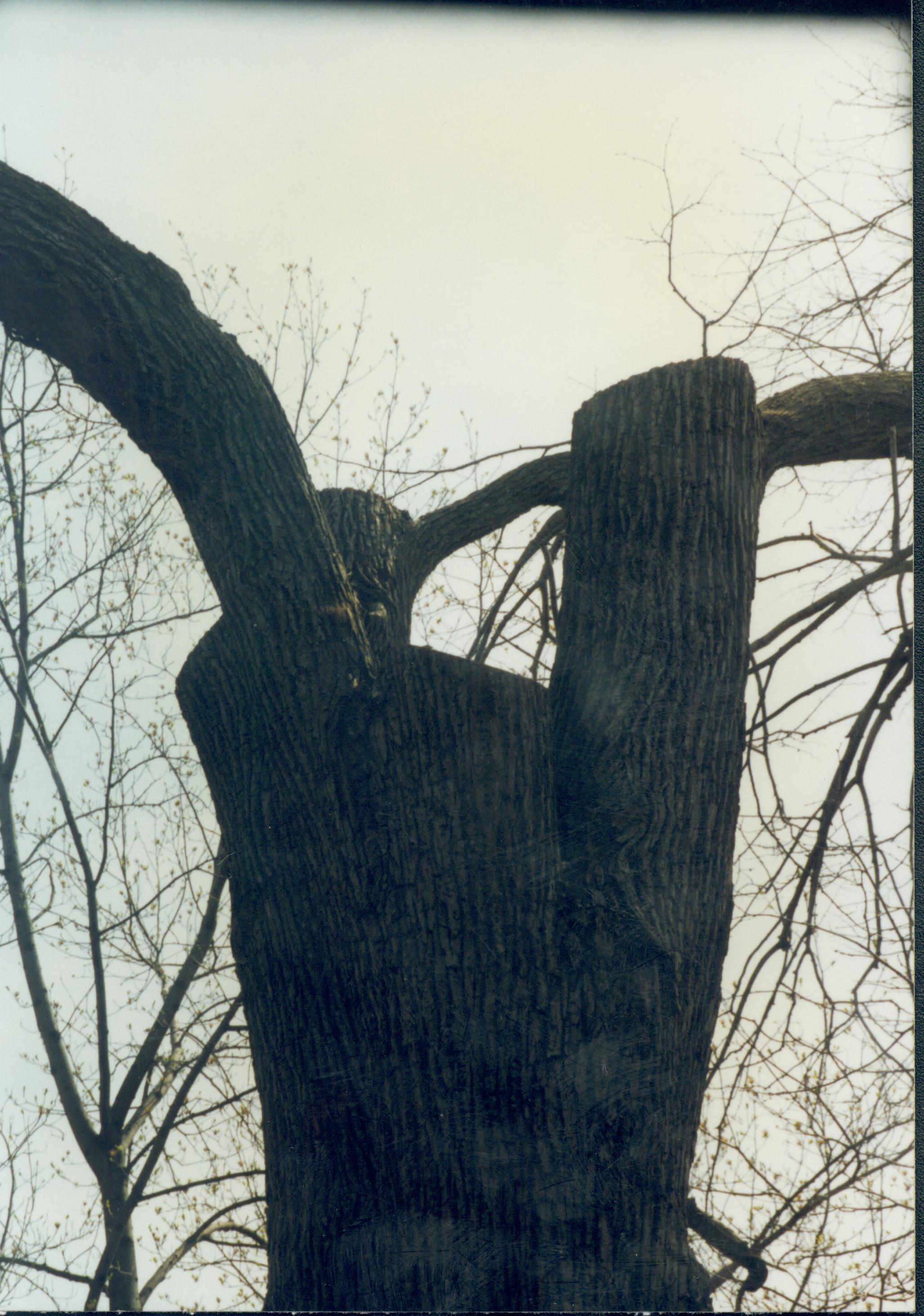 Dean House Lincoln Home NHS- Dean House tree trimming Dean House, tree trimming