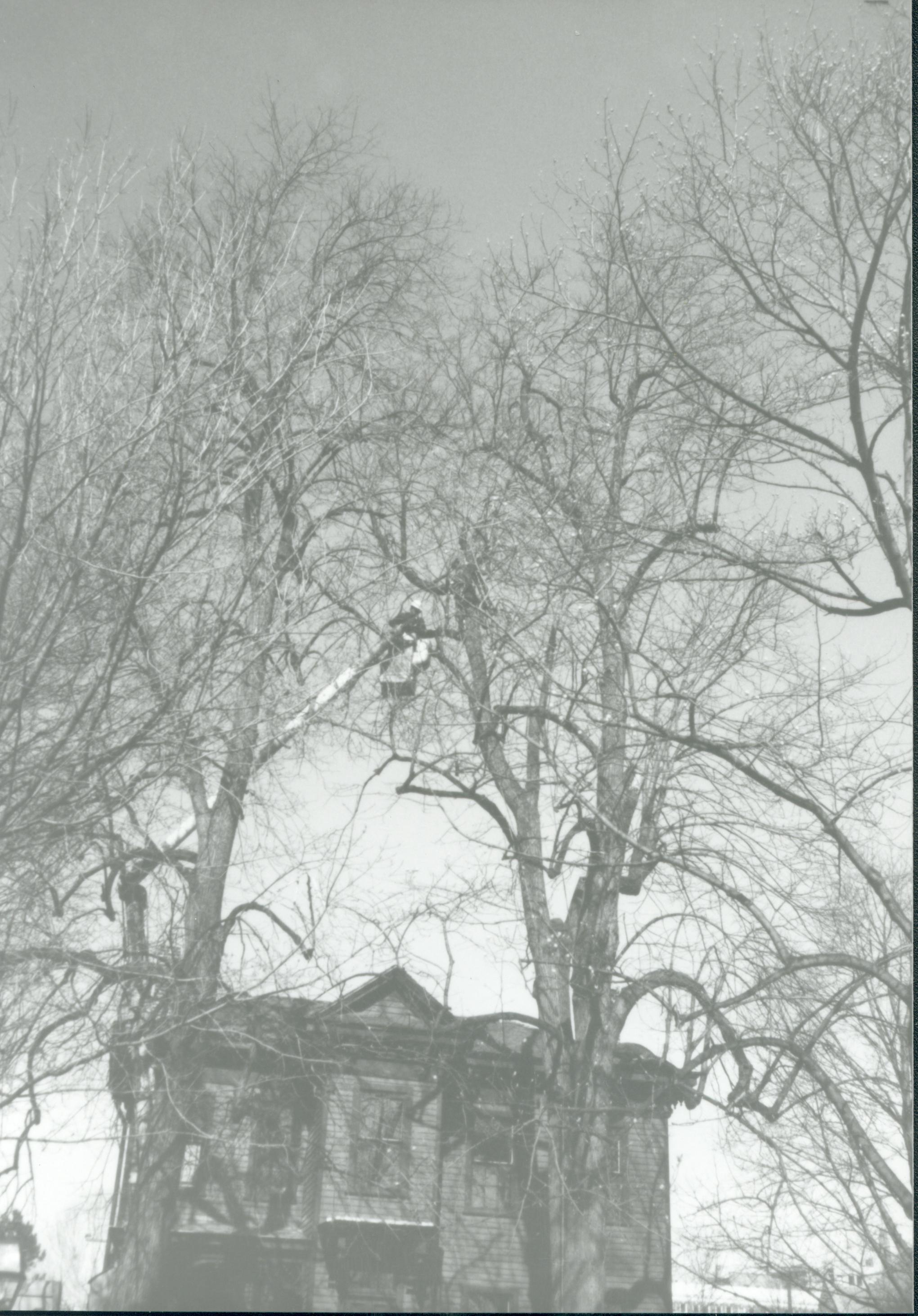 Dean House Lincoln Home NHS- Dean House tree trimming Dean House, tree trimming