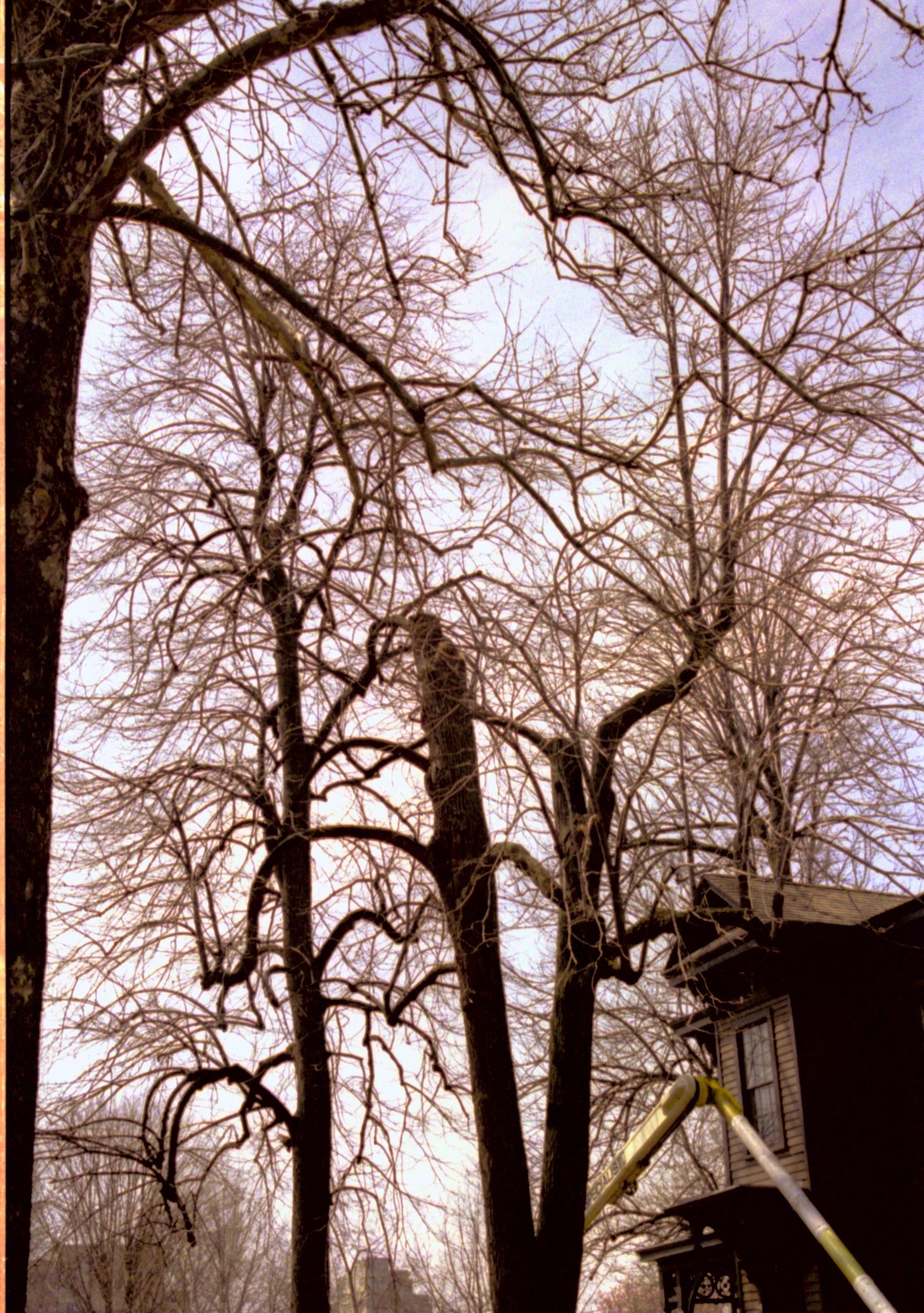 Dean House Lincoln Home NHS- Dean House tree trimming Dean House, tree trimming