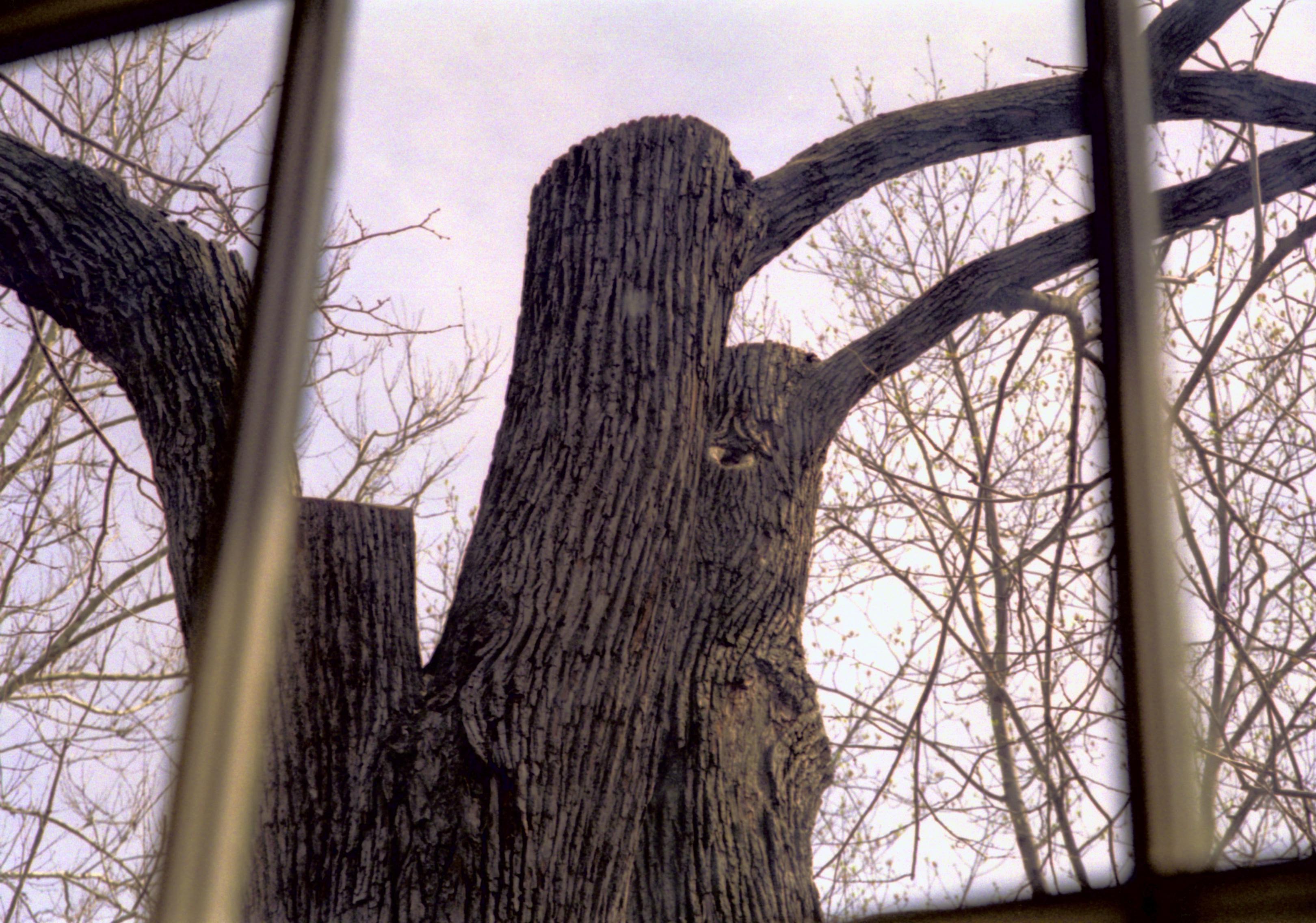 Dean House Lincoln Home NHS- Dean House tree trimming Dean House, tree trimming