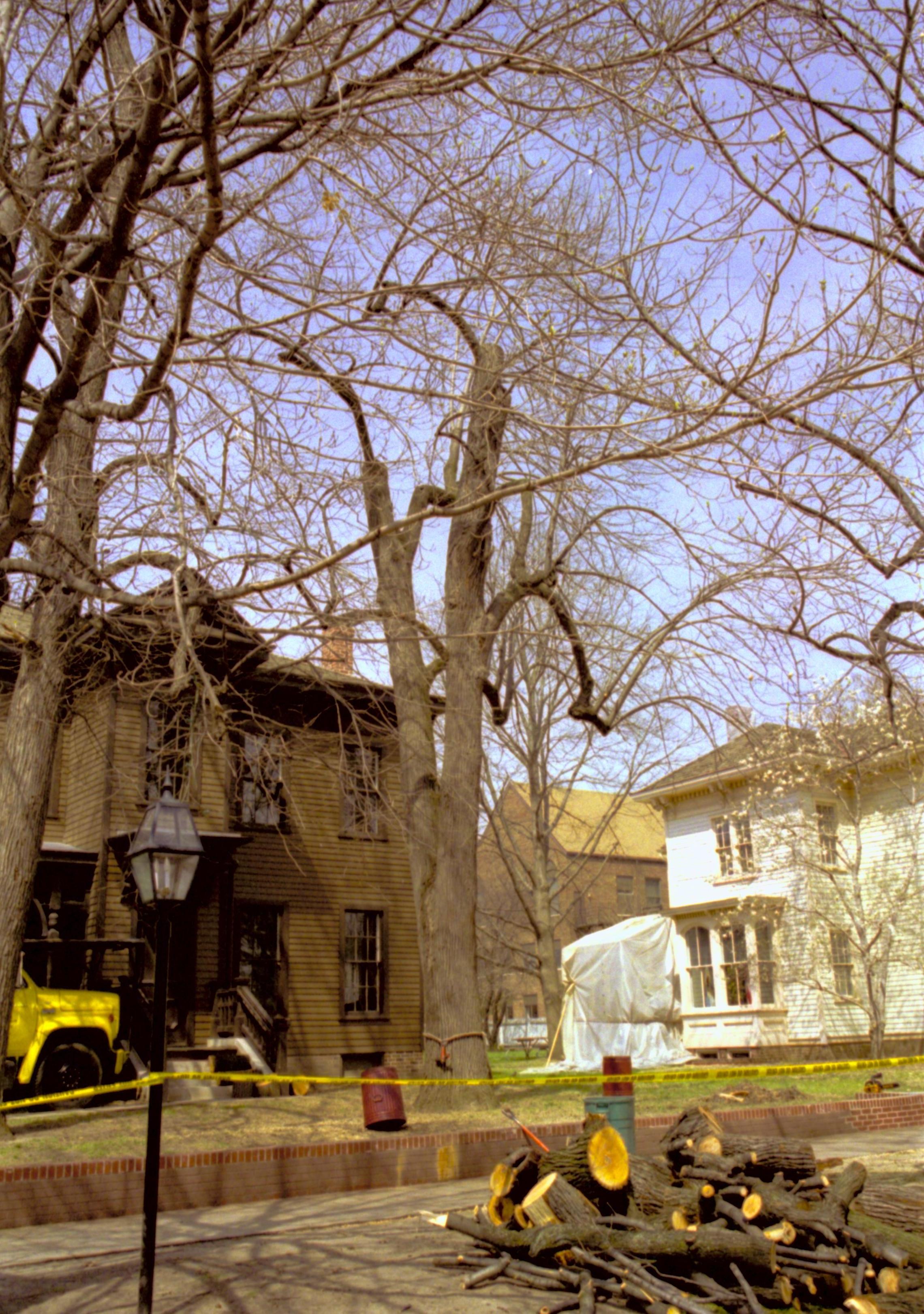 Dean House Lincoln Home NHS- Dean House tree trimming Dean House, tree trimming