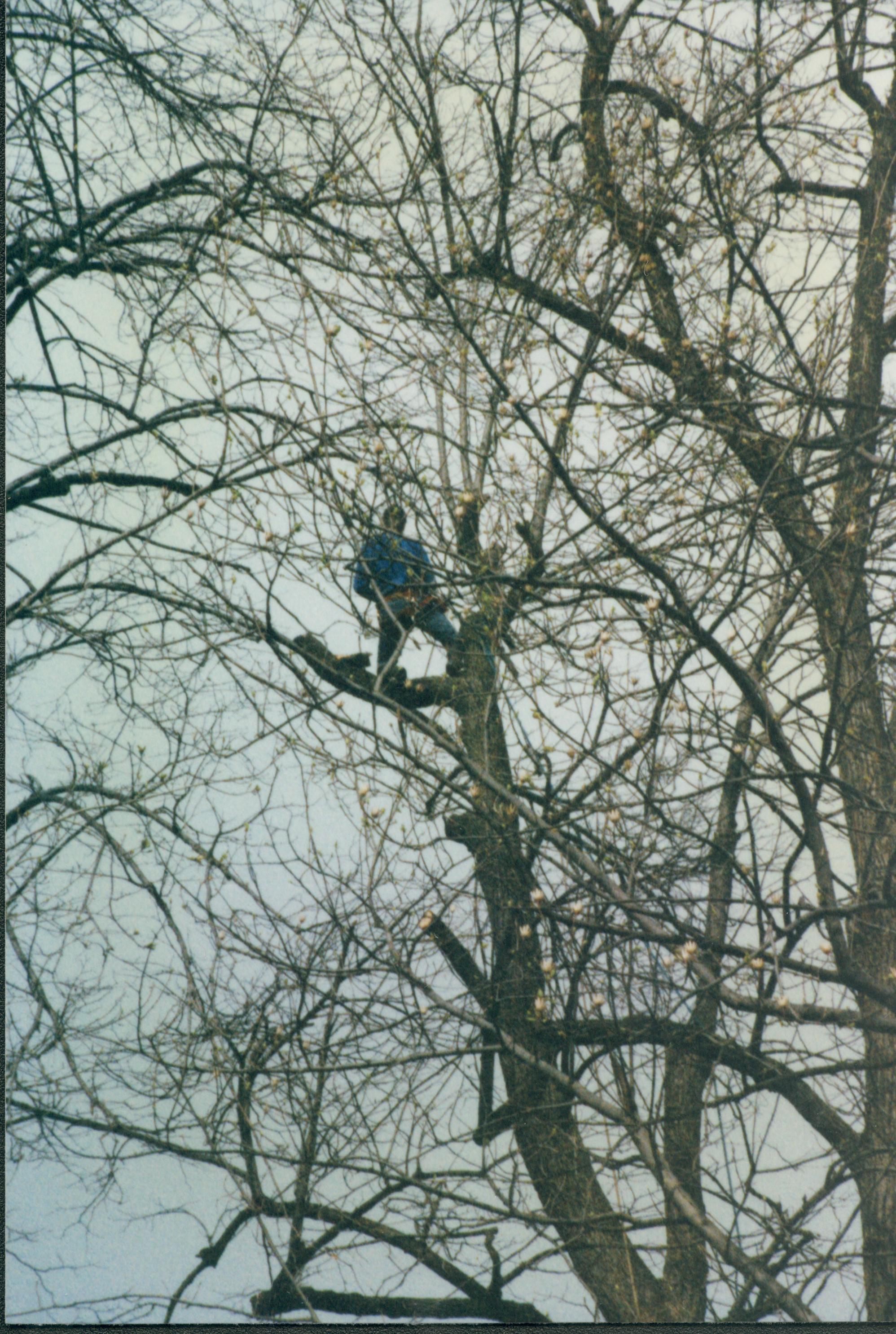 Dean House Lincoln Home NHS- Dean House tree trimming Dean House, tree trimming