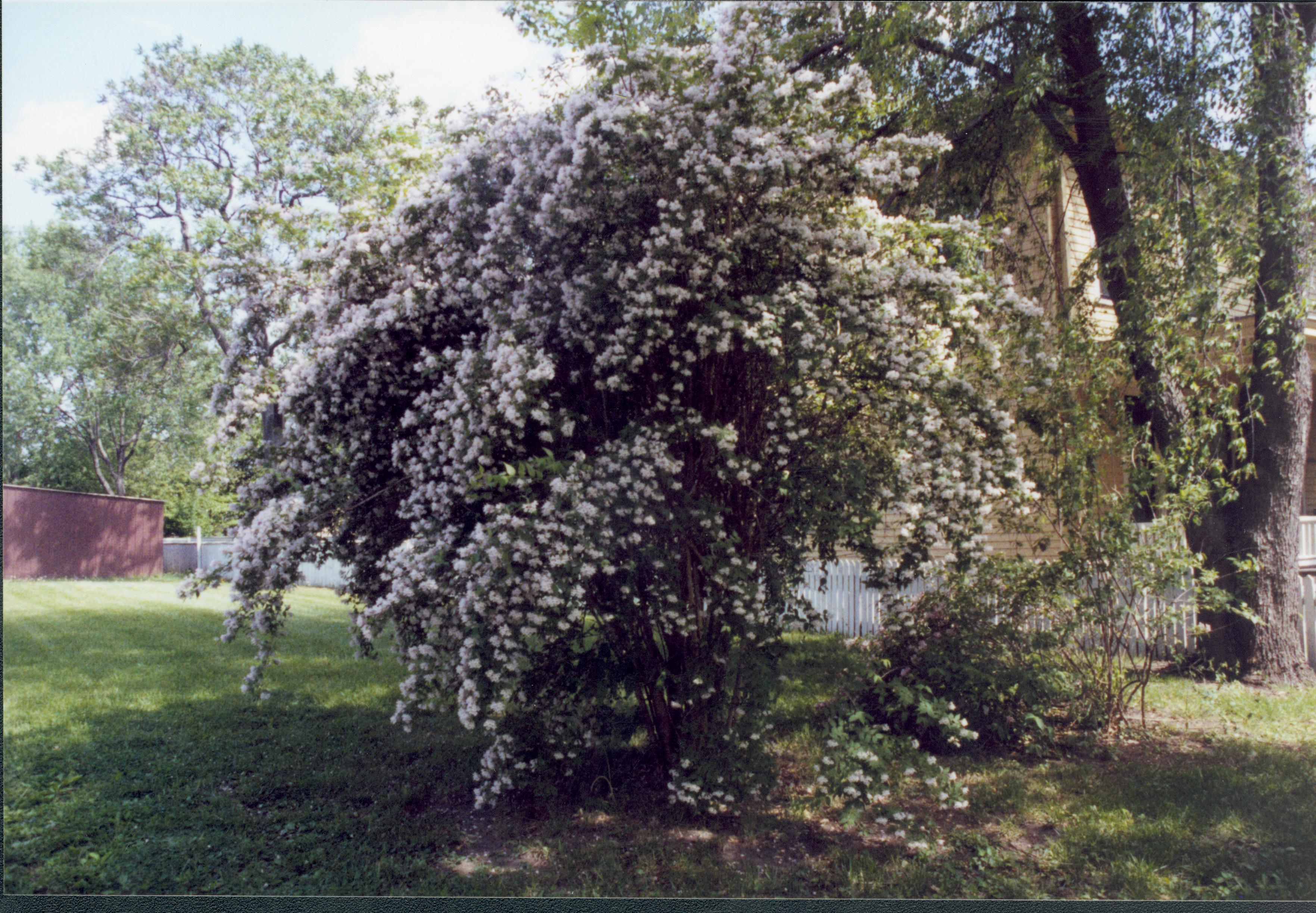 Shrub tree Lincoln Home NHS- Cook House, Roll 2001-11 exp 25 Cook House, shrub tree